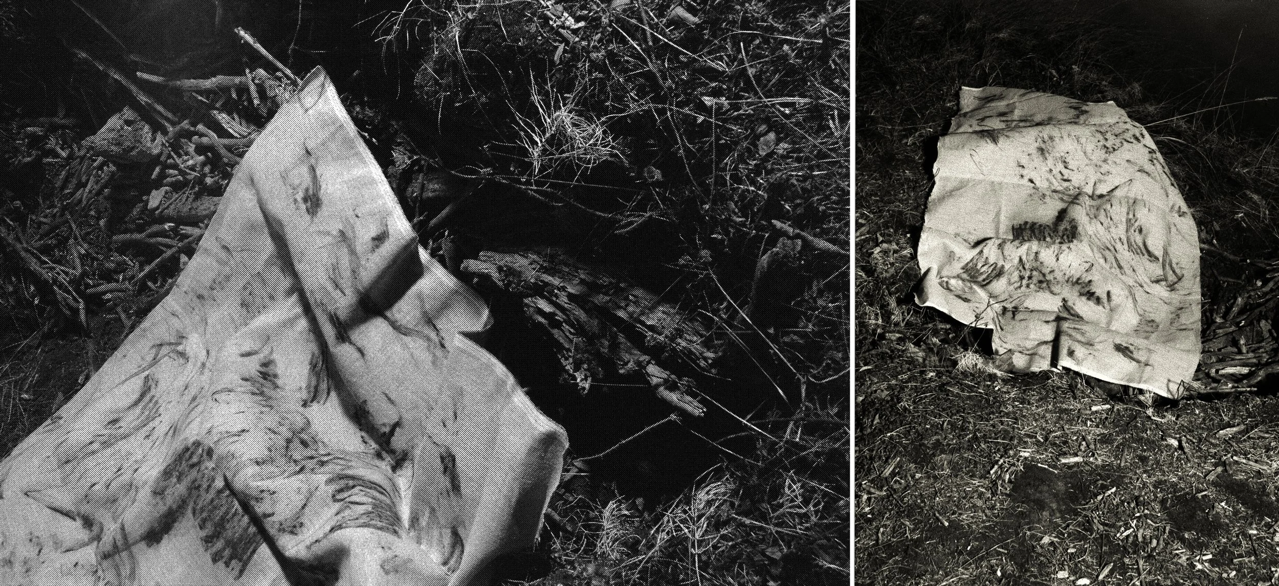 A conversation with the forest 1