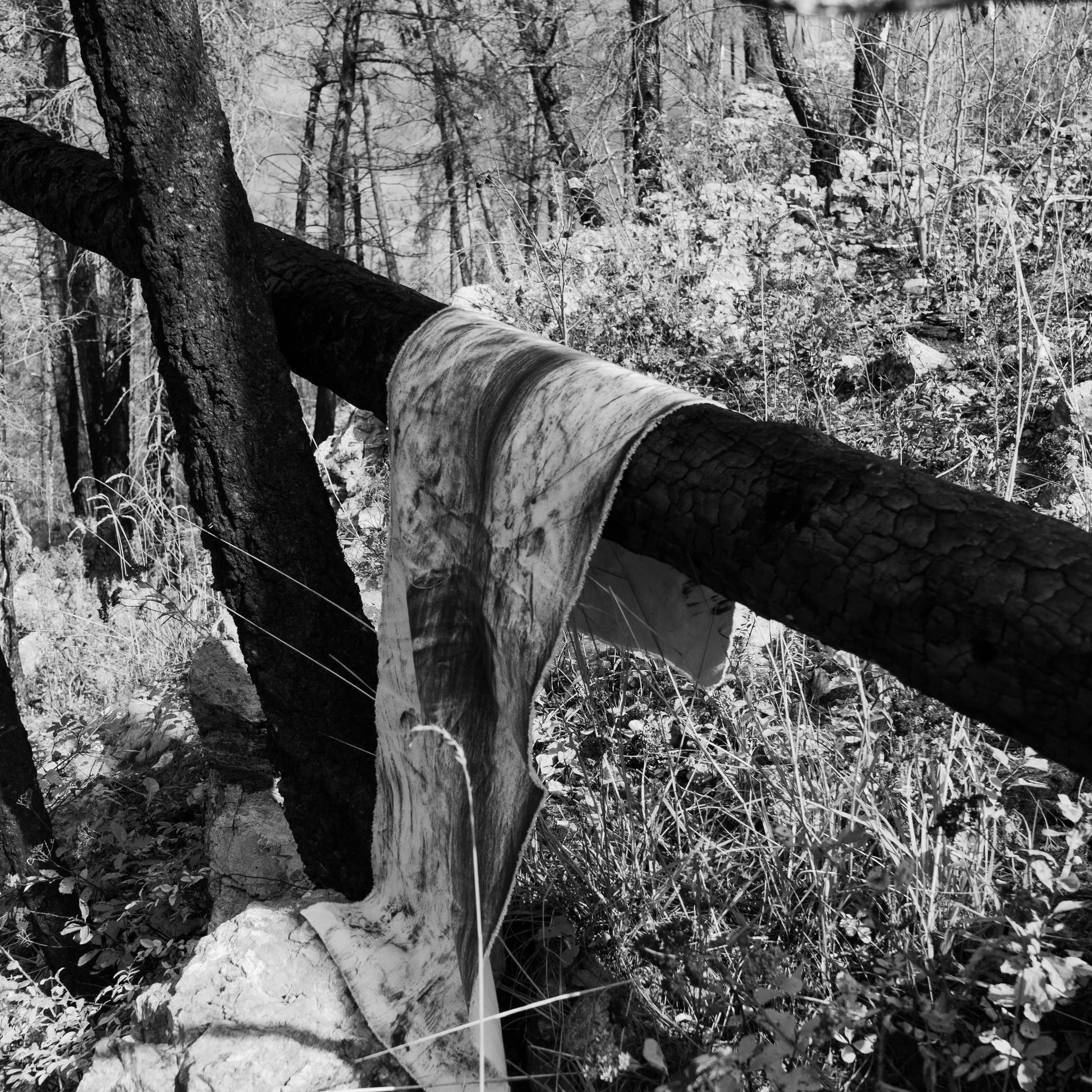 Post Wildfire Drawings (E)