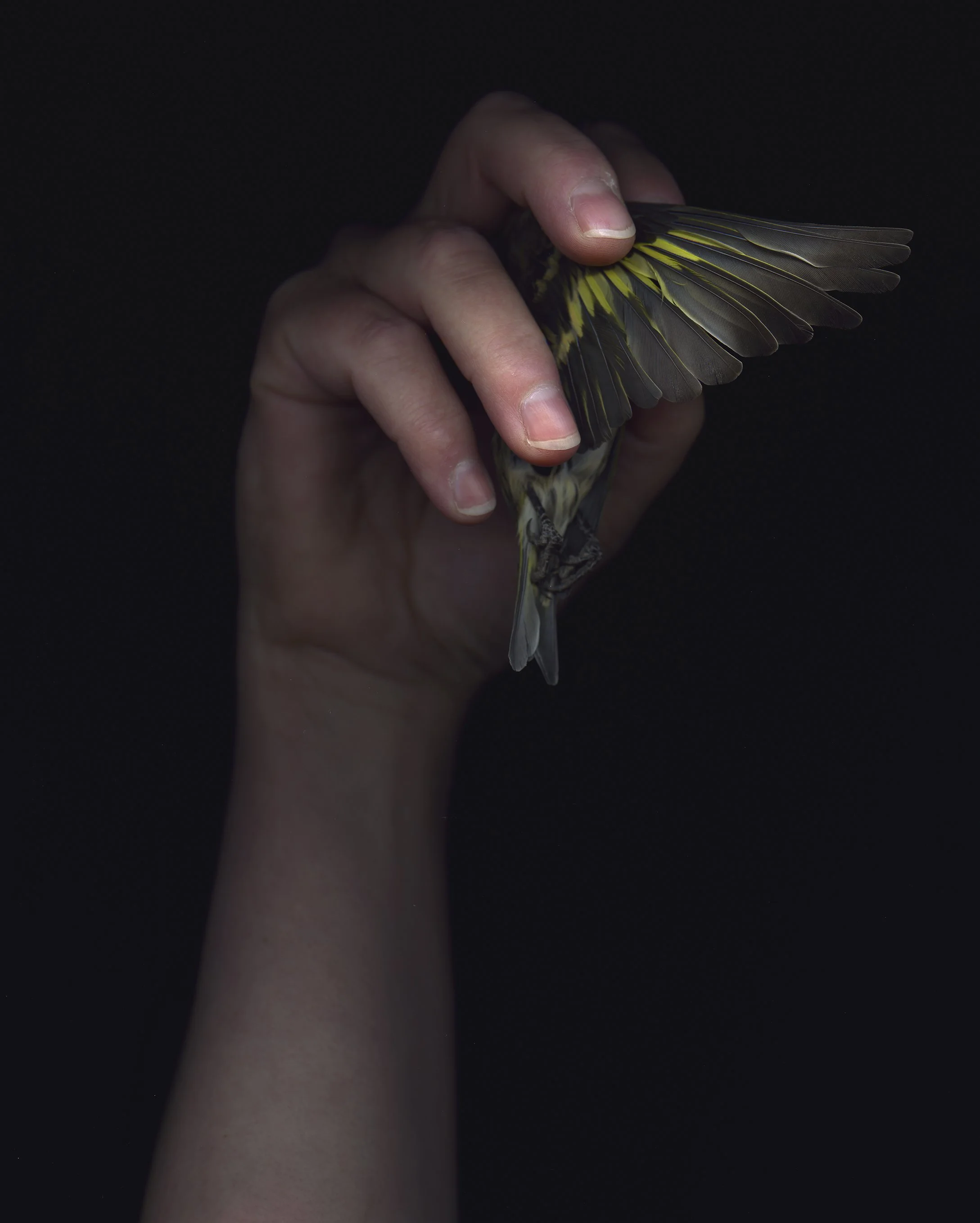 Julya Hajnoczky: at the last judgement we will all be trees, Waterton Park Community Centre