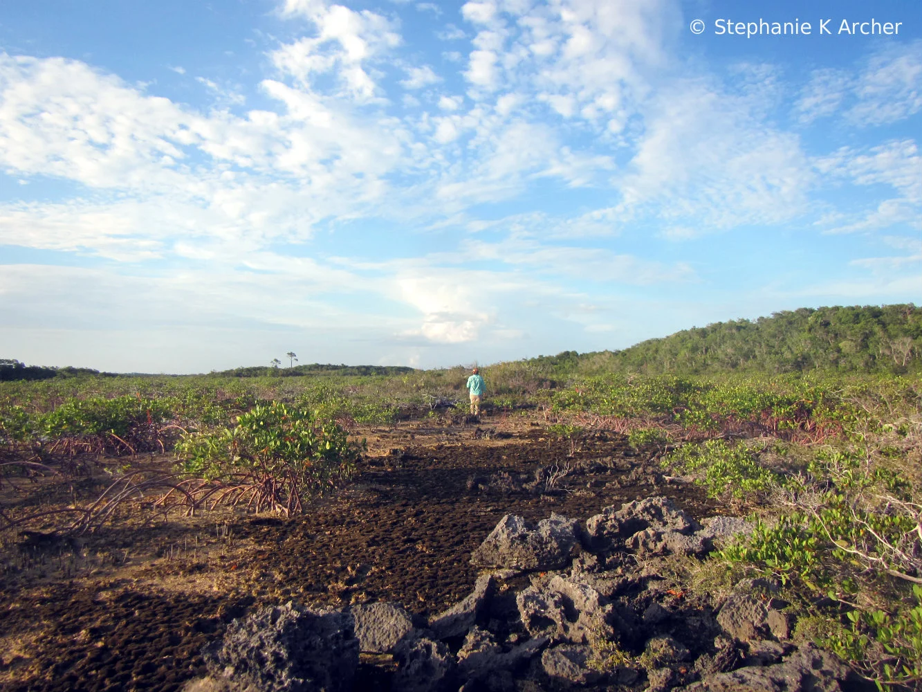 Dwarf_Mangroves.jpg