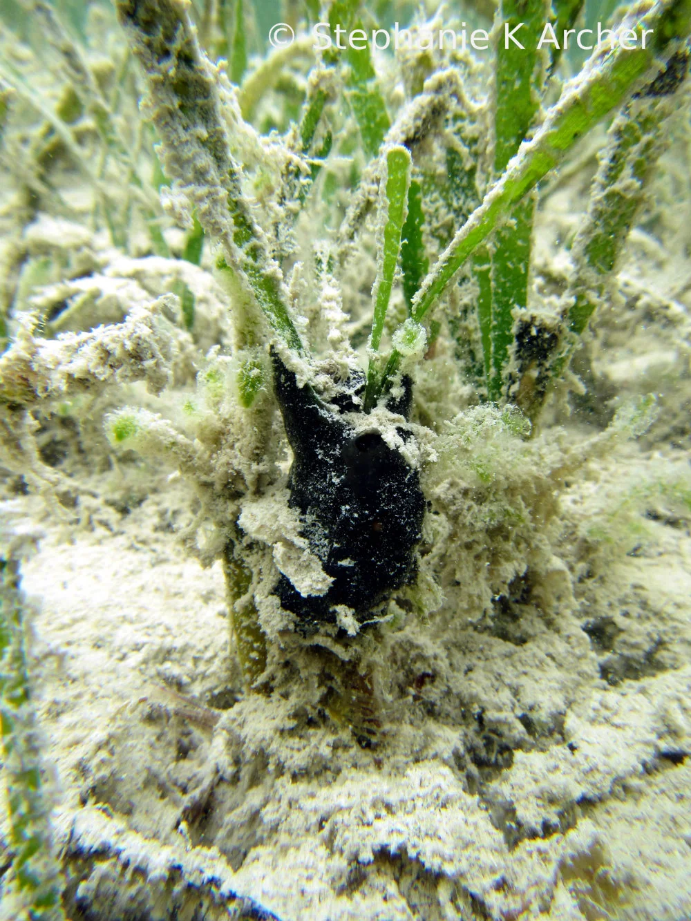 HalichondriaMelanadocia_Seagrass.jpg