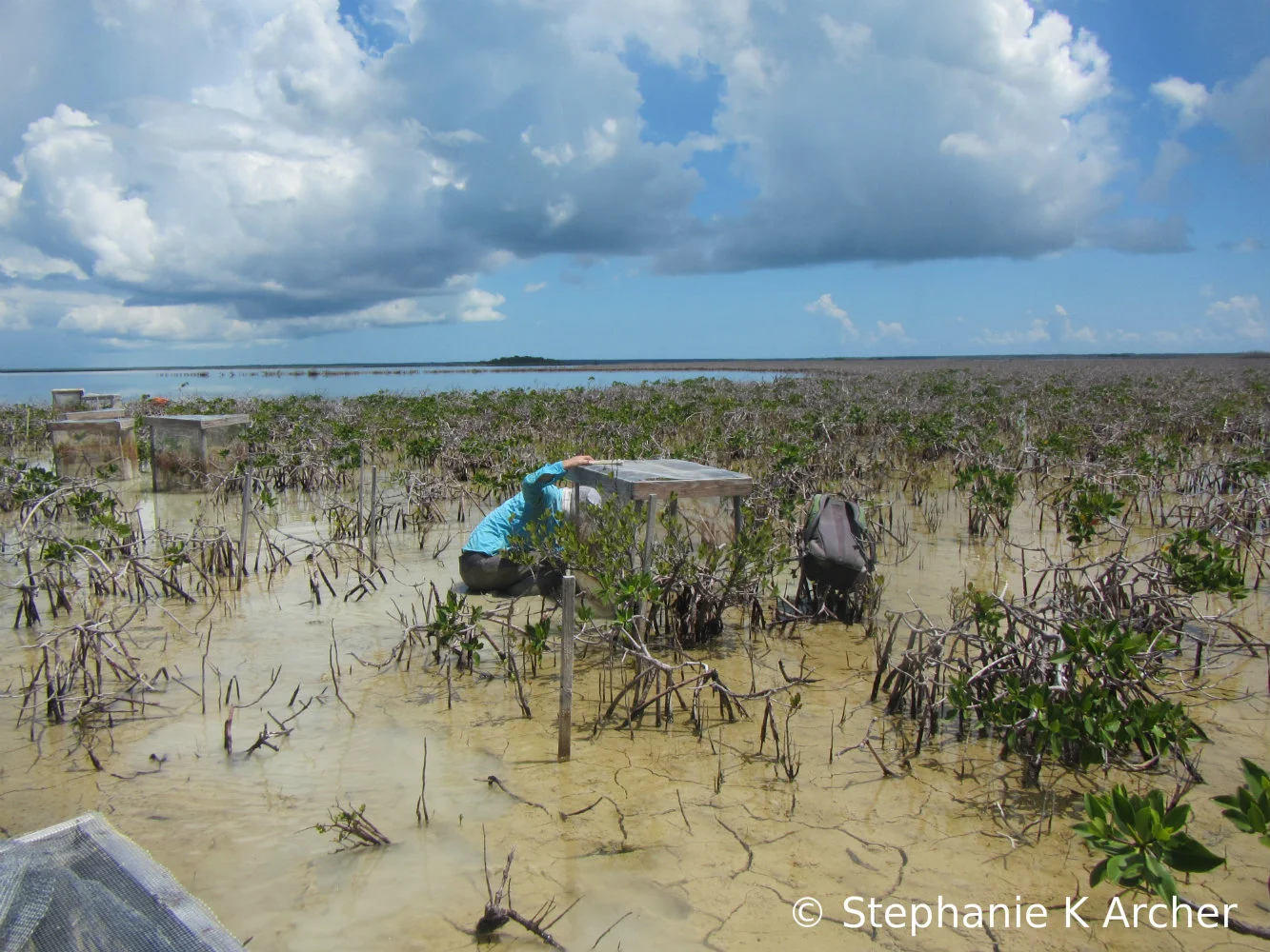 Mangrove_DieOff.jpg