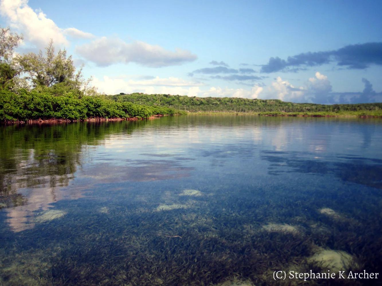Seagrass_tidalcreek.jpg
