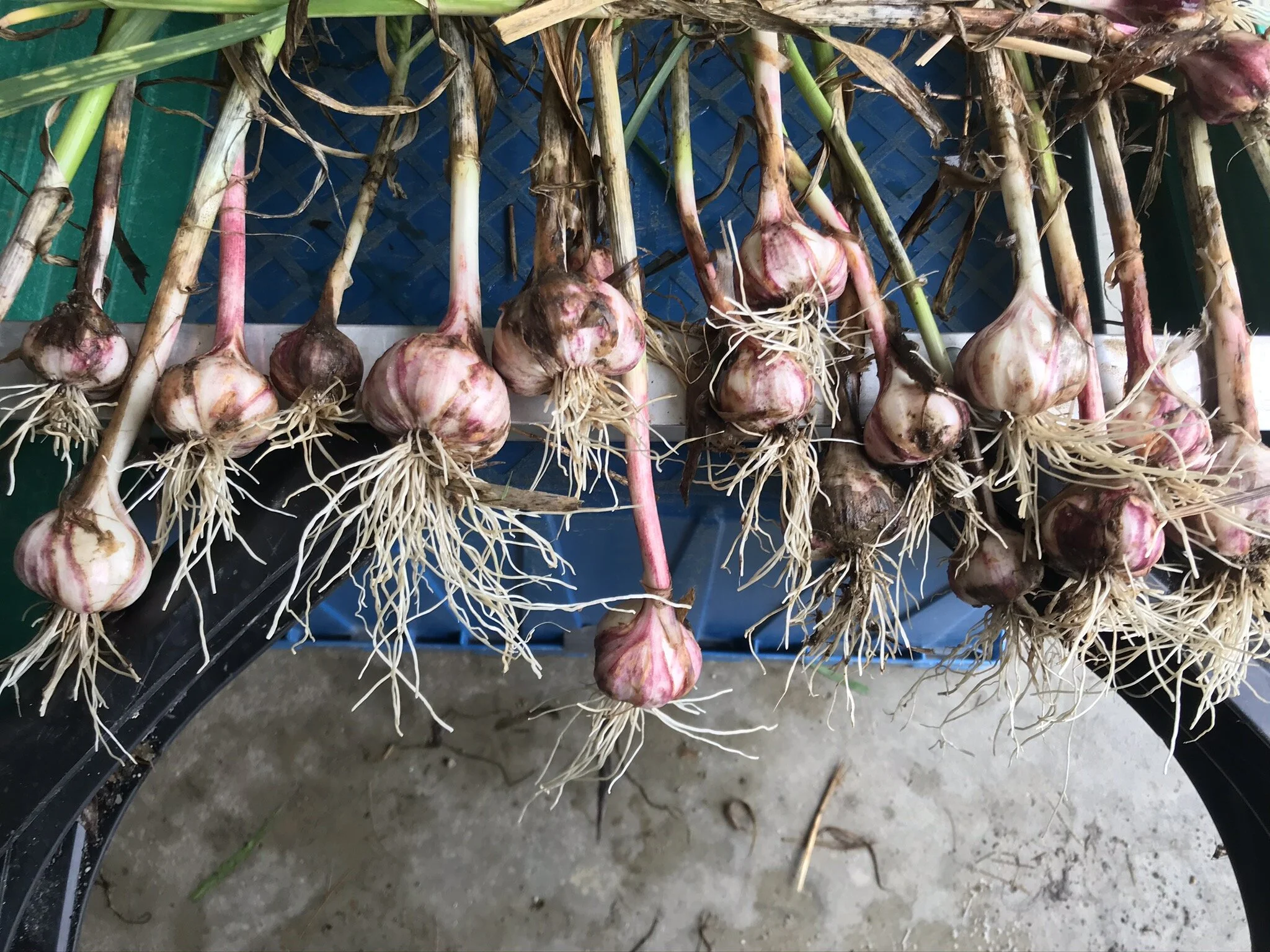 National Food Access and COVID Research Team publishes two Maine research briefs