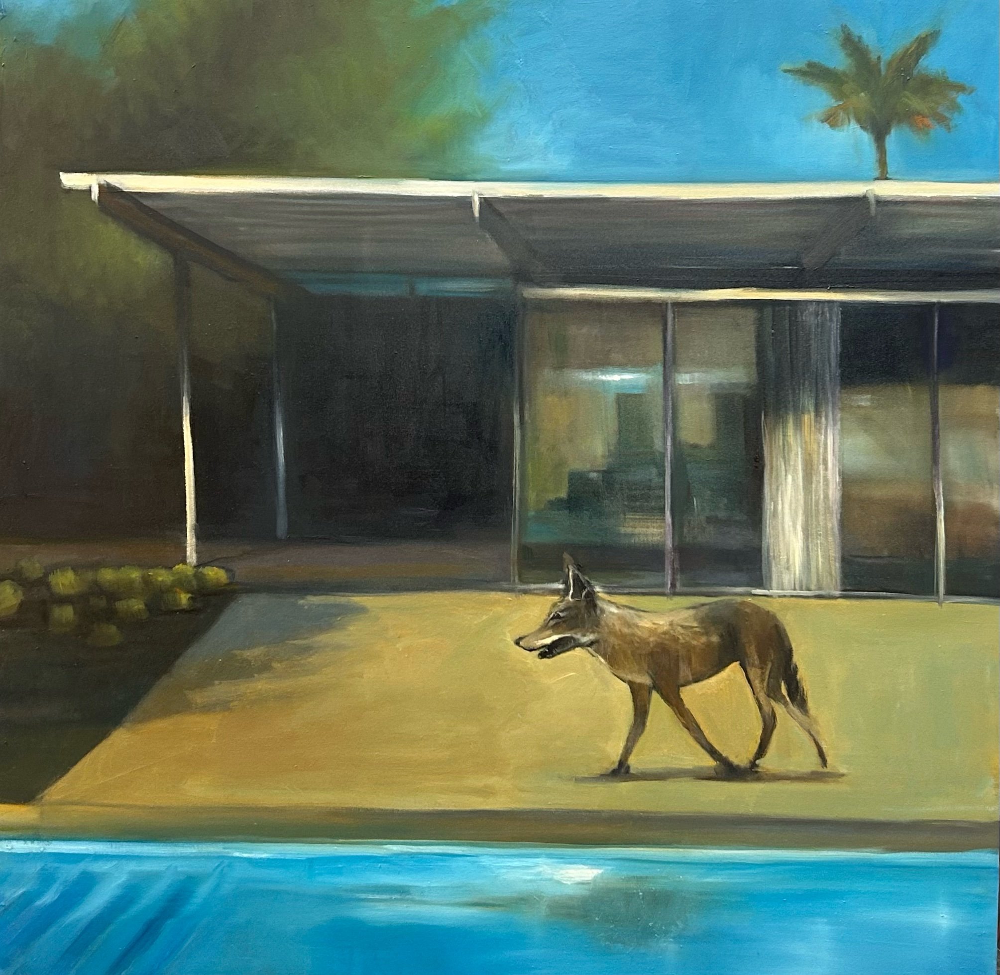 Coyote by the Pool, 40”x40” oil on canvas 2025