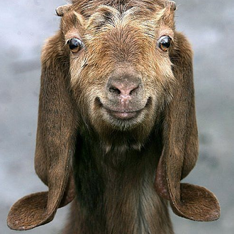 ProjectPic_Goat2.png