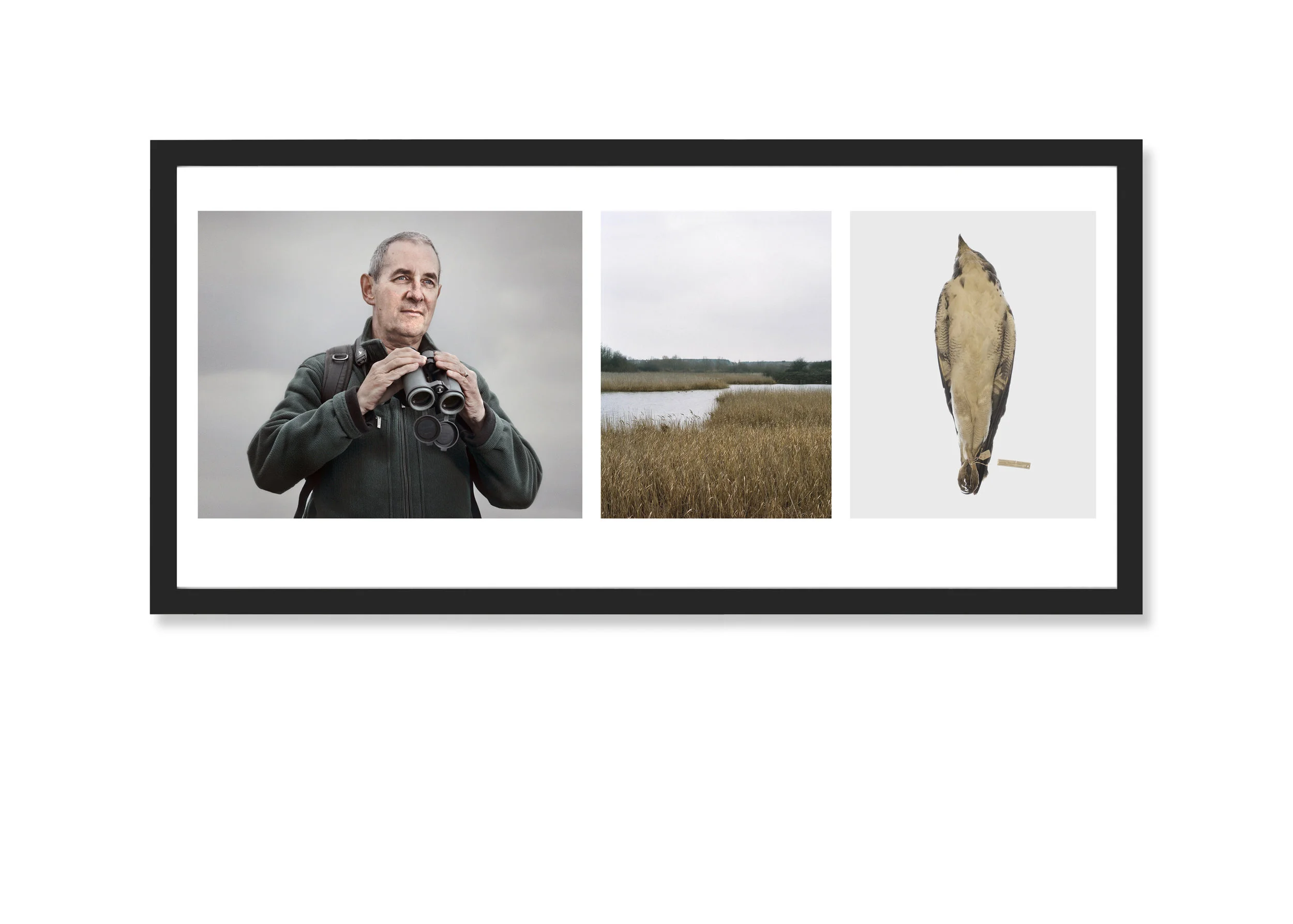 Triptych Image: Accipiter Twitters, 2009-13 Silver Gelatin Prints 32 x 20 inches