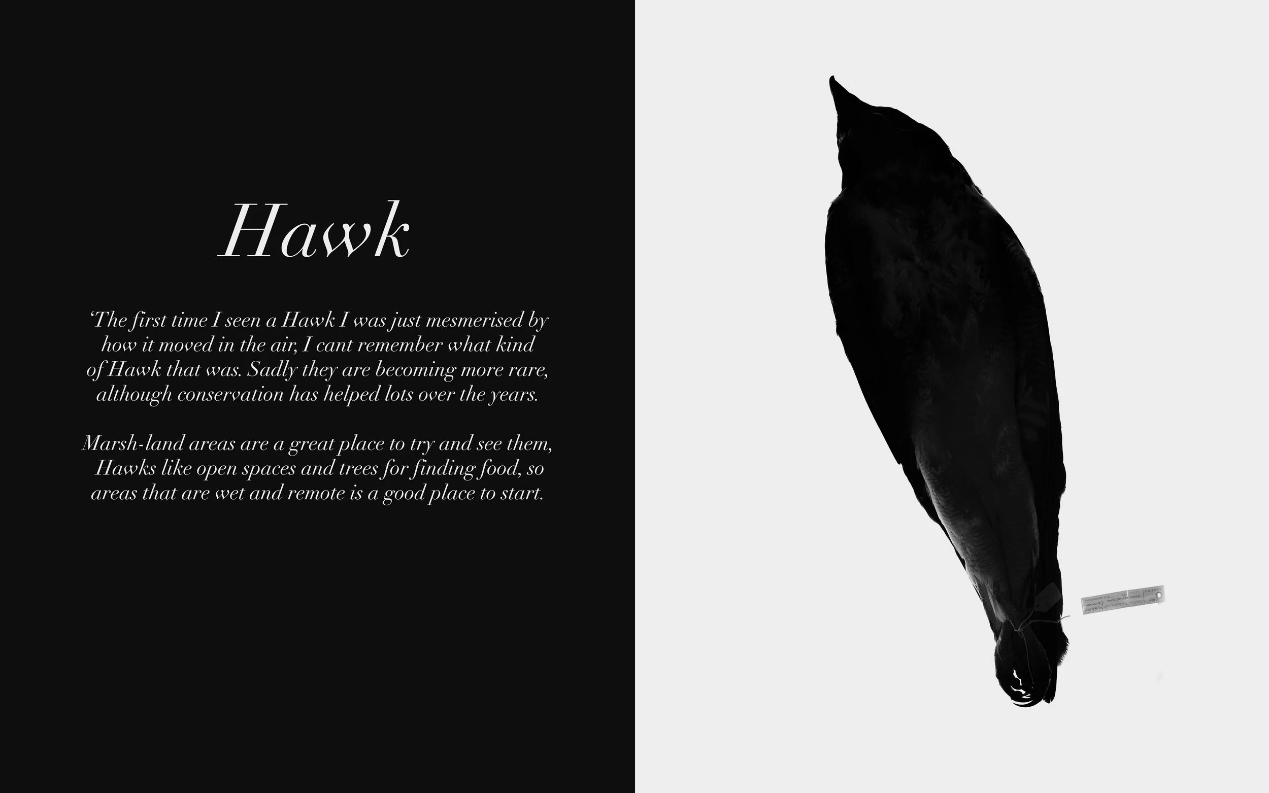 Image: Hawk Twitters, 2009-13 Lambda C-Type Print 32 x 20 inches