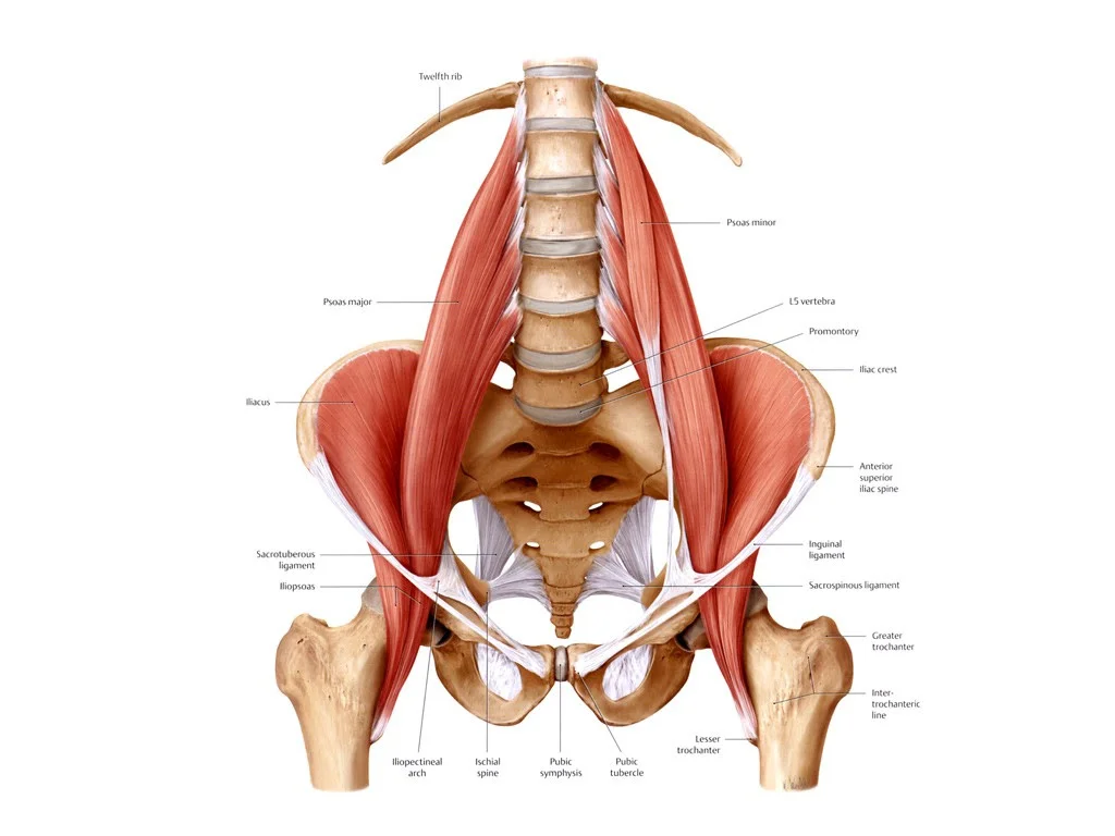 Unleash the Mighty Psoas