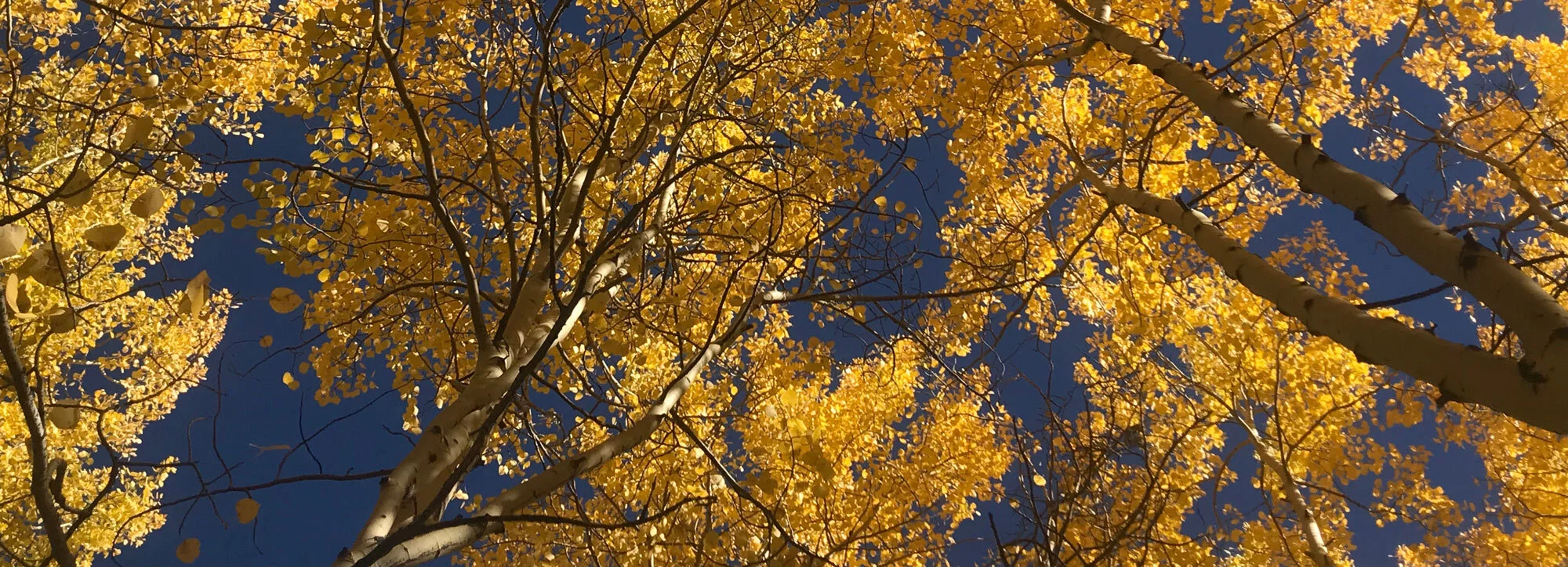 autumn-too.jpg