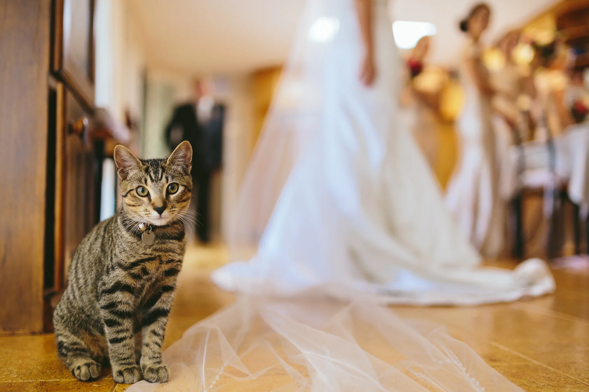 Cat on wedding day