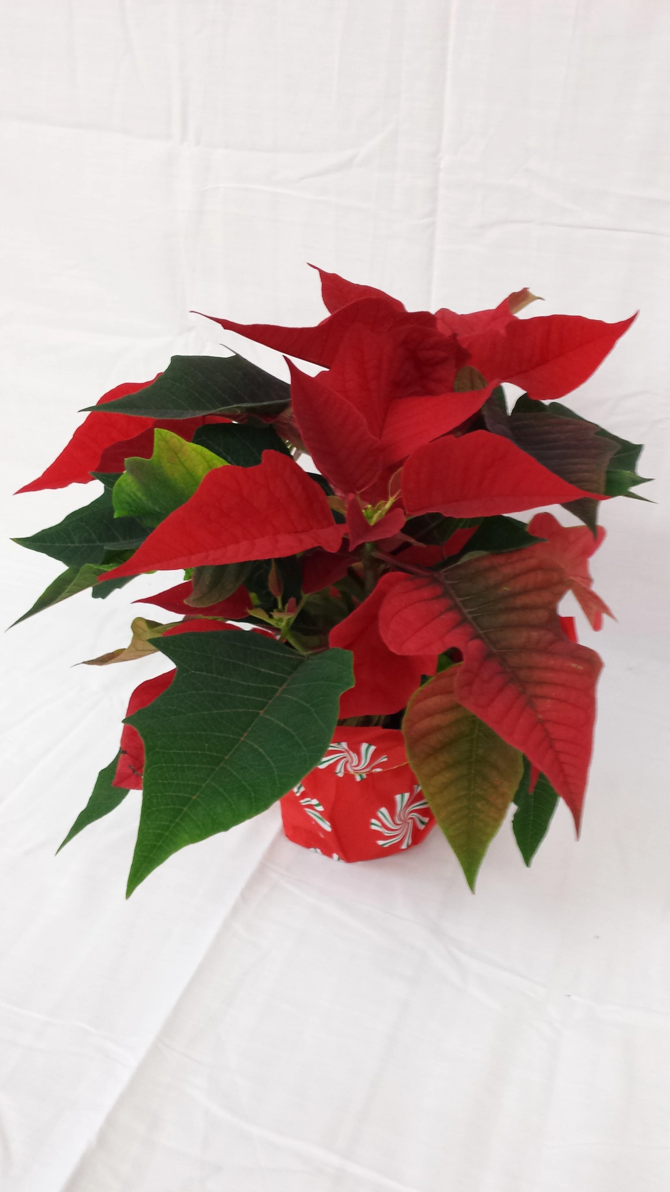 4" Poinsettia