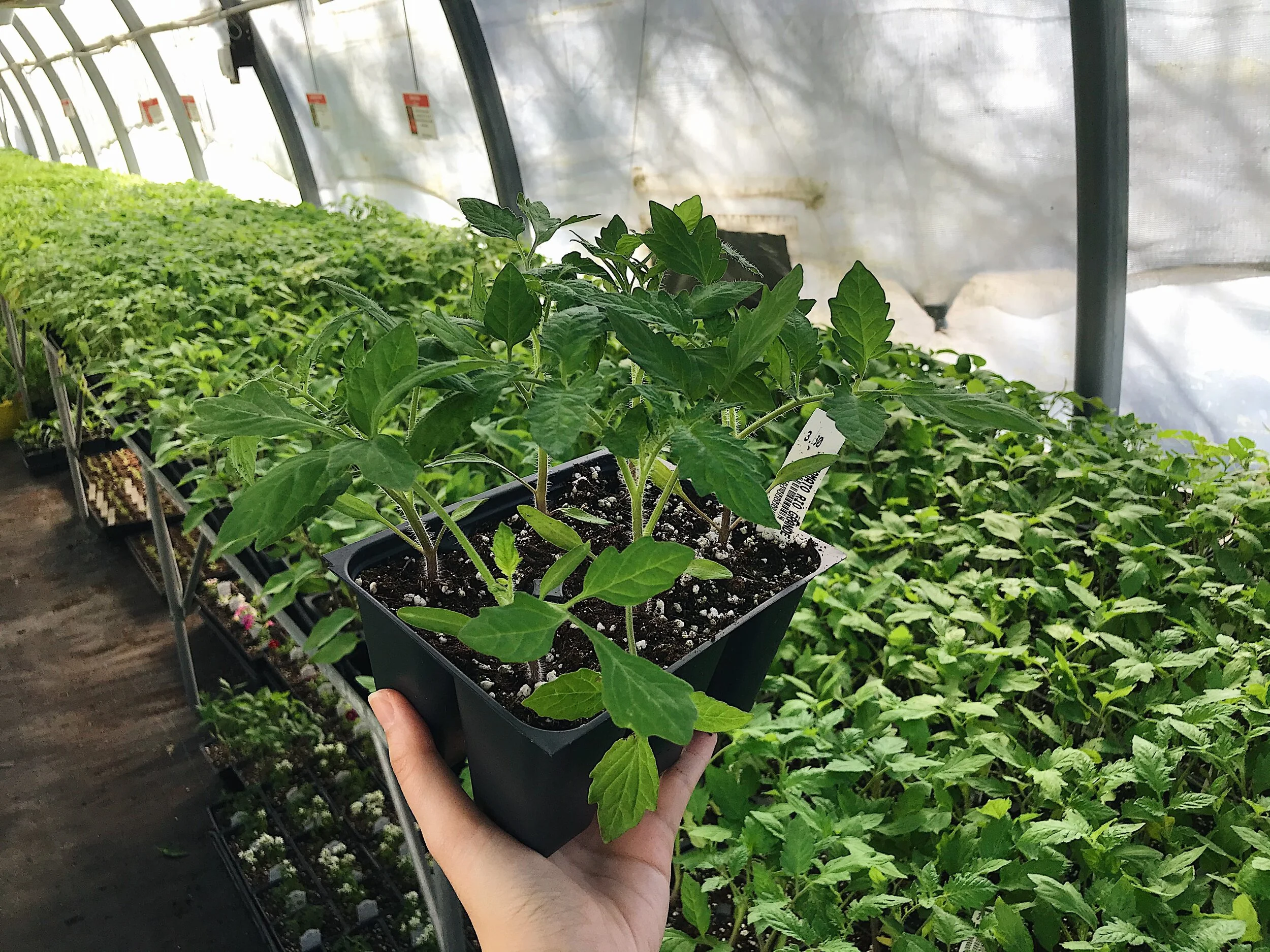 Tomato Transplants
