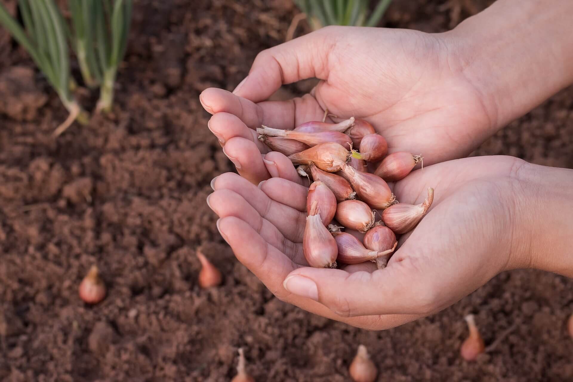 Onion-bulbs-in-hand-.jpg