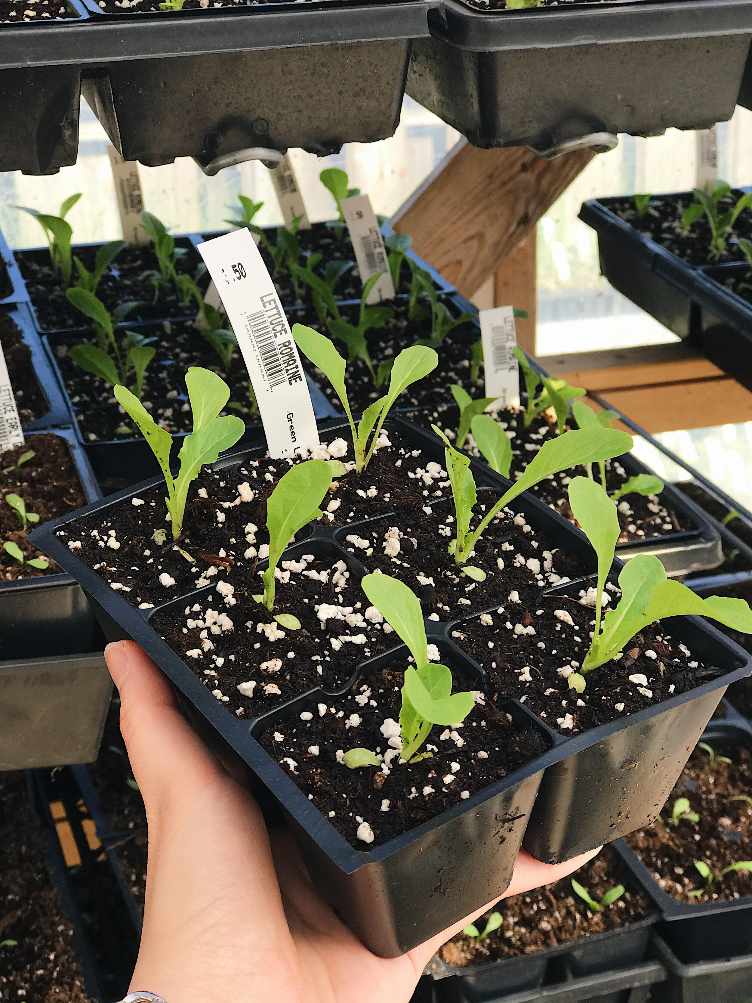 lett1.jpg