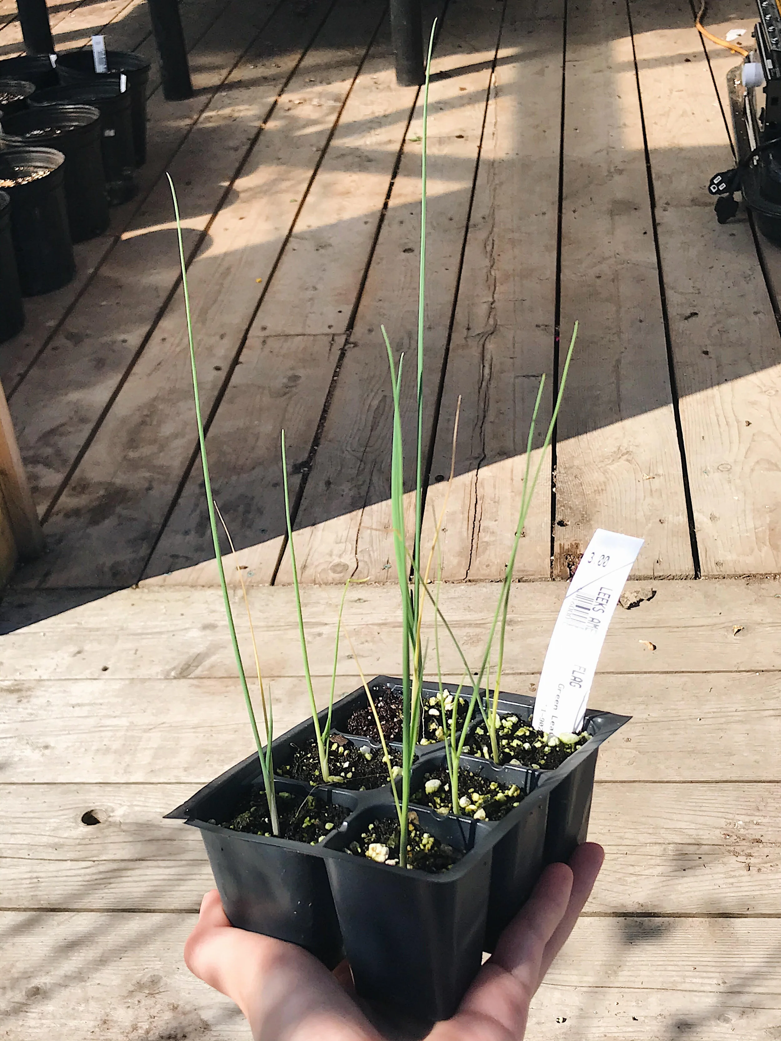 leeks1.jpg