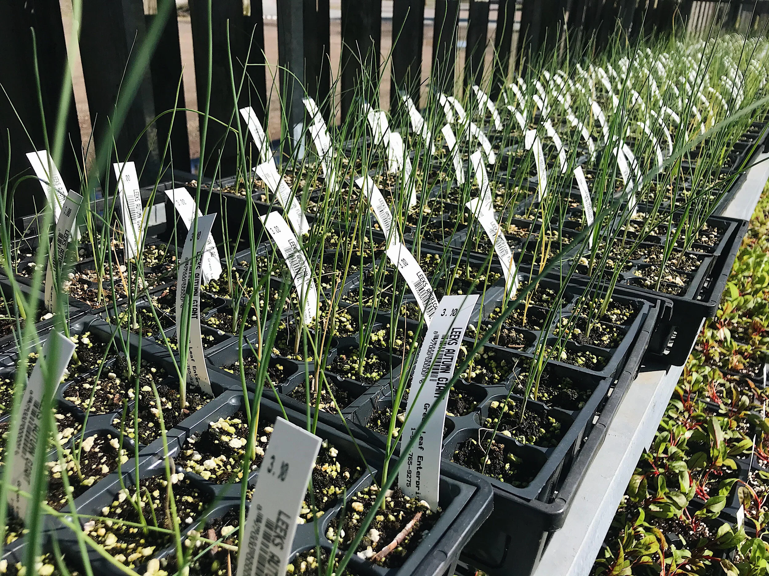 leeks 3.jpg