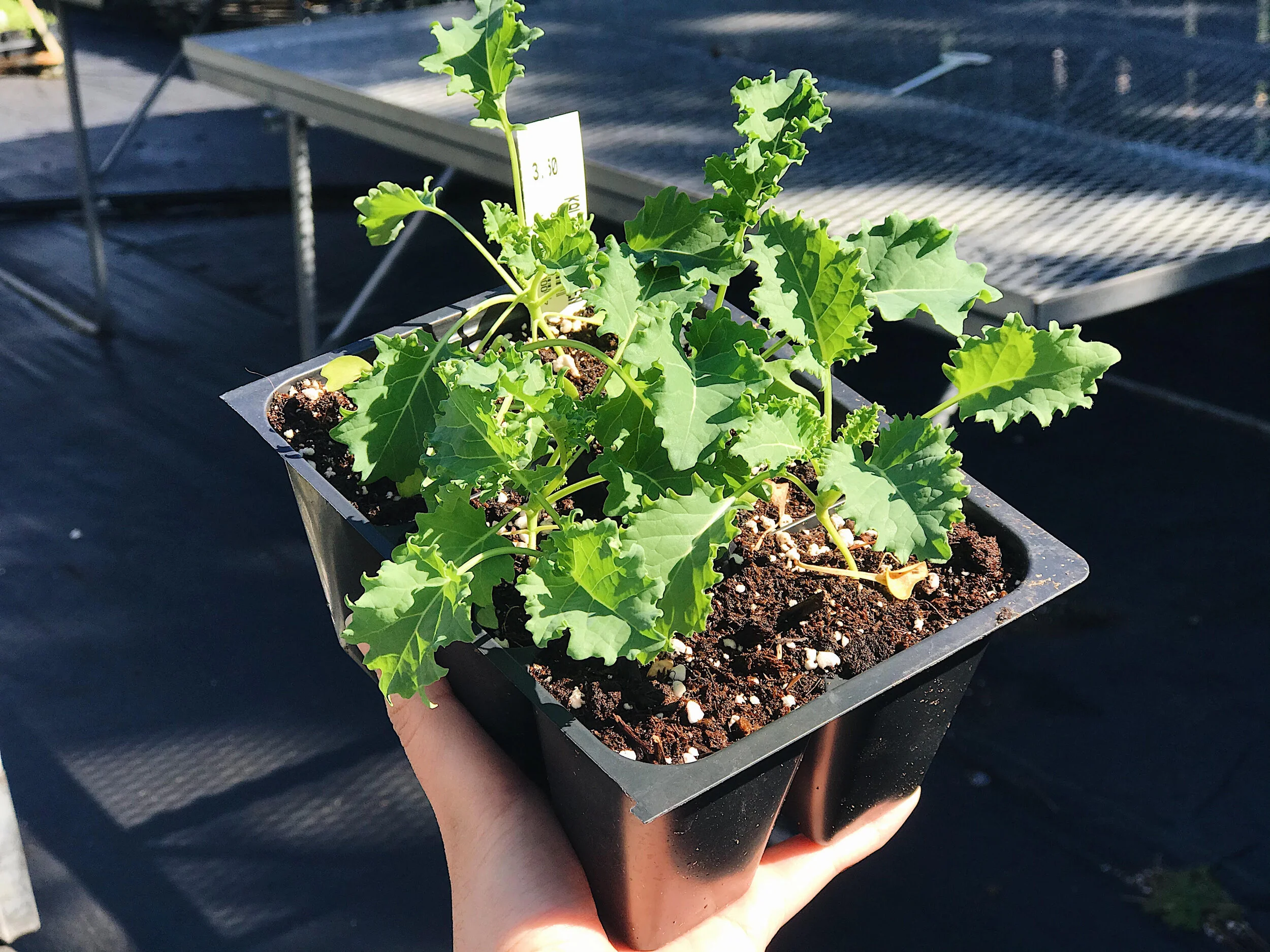 Kale.jpg