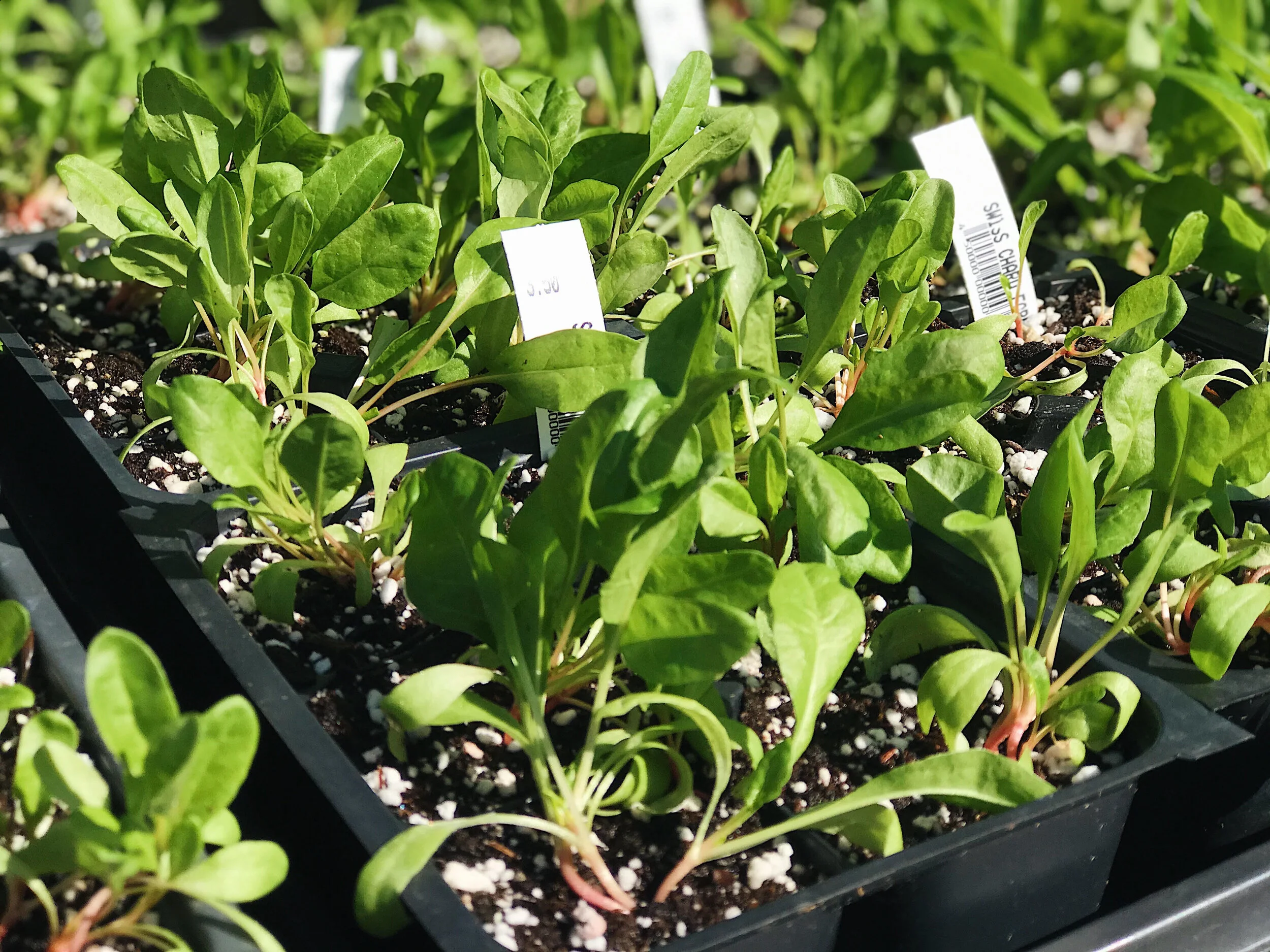 swiss chard.jpg