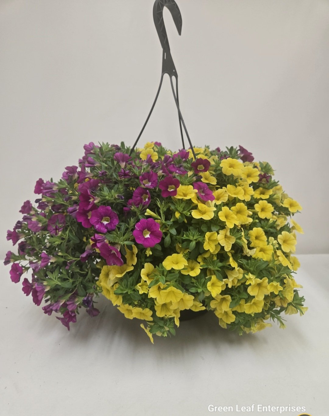 Hanging Basket Special