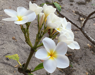 frangipani.png