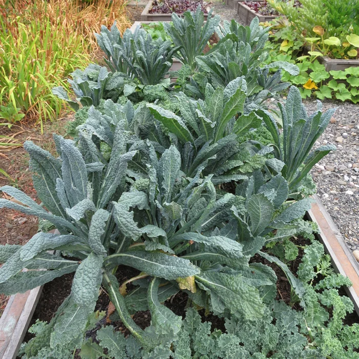 Kale.jpg
