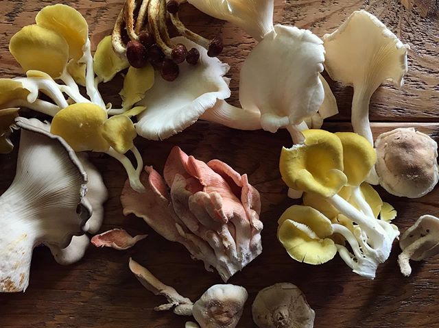 Can you believe these beautiful mushrooms we picked up from @mindfulmushrooms at @montavillamarket? Almost too lovely to eat! Pairing them with some worthy mates&mdash;salmon from our @iliamnafishco CSA and fresh greens from @fiddleheadfarmer. #suppo