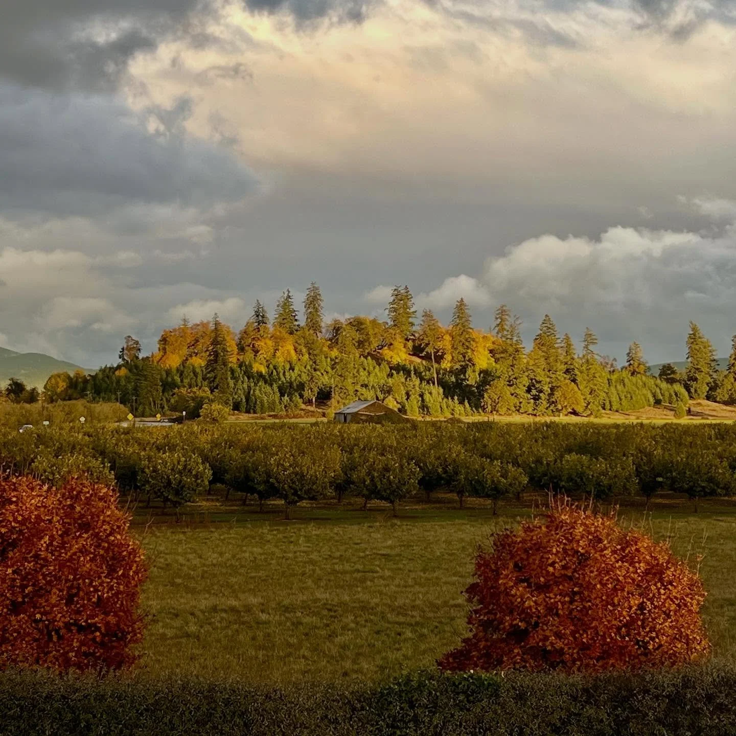 First fall at the farm. 🍁