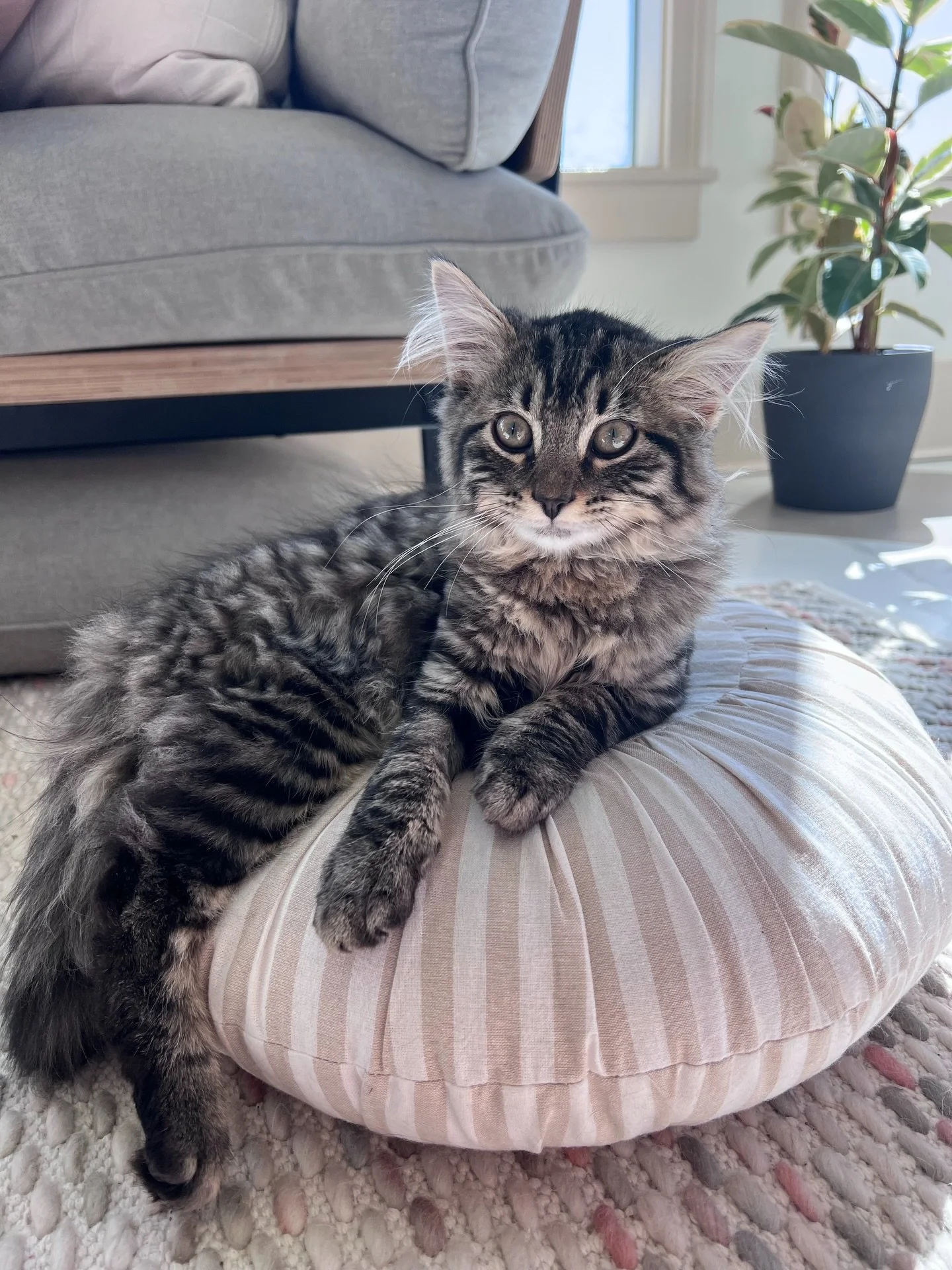 March 23-30, 2026 | In which we&hellip;fall in love with Monty and his ear tufts; gather up all the narcissi large and small; cut up the lawn to make a perennial bed; shovel 10 more yards of compost; plant our seedlings and a few starts from @garland