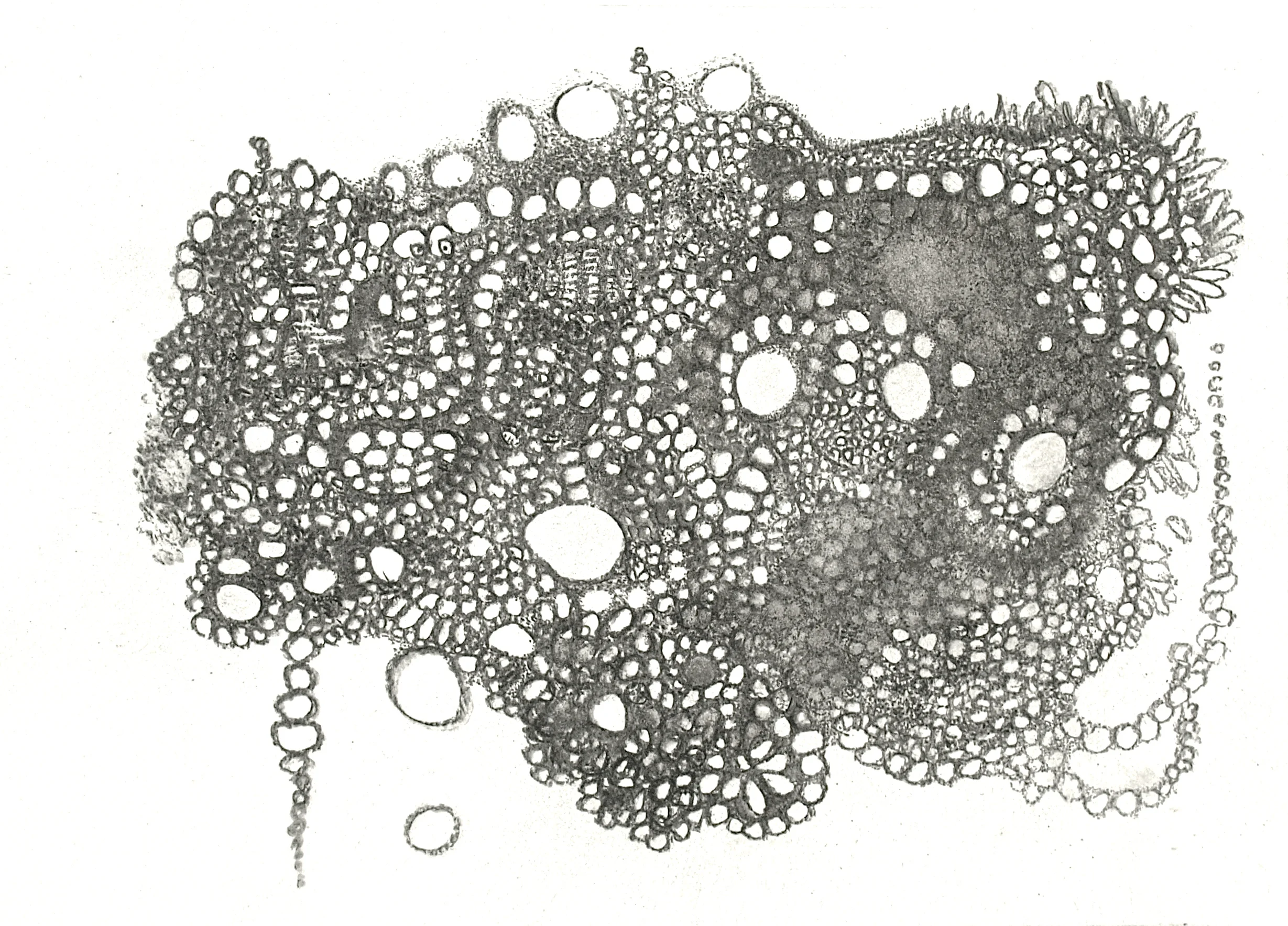 PC256866 - Version 2.JPG