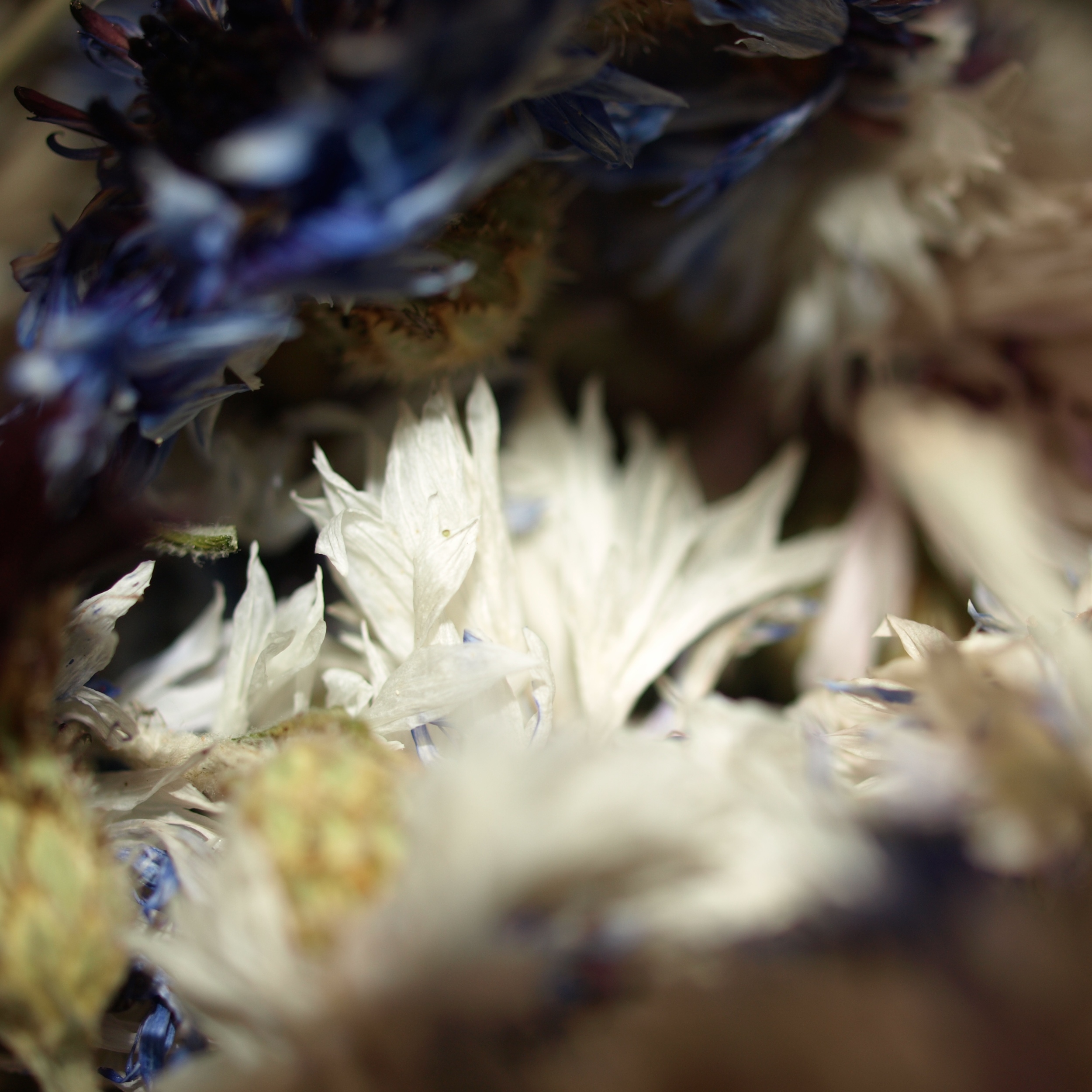 Inverness - Version 3.JPG