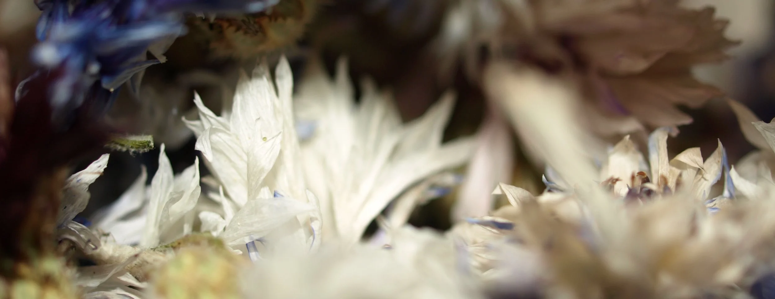 Inverness - Version 2.jpeg