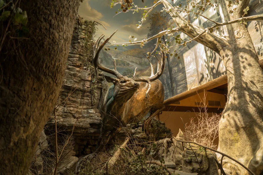 Bass Pro Shop HQ, Springfield, MI For those of you that are not aware, the corporate headquarters of Bass Pro Shop is located in Springfield, MI. If you have never experience a Bass Pro Shop, then you are really missing out. Even if you do not have a need for outdoor, hunting, or camping gear, the stores are interesting enough to warrant a visit. This particular location was quite a site, however, and was more like an aquarium/museum than a store. It boasted giant fish tanks, a pit of alligators, a history of elk in Missouri exhibit, a national gun exhibit, a national bow display exhibit, a fish feeding auditorium, and tons of other interesting things. We even got a free hot dog and free funnel cake. The stop was definitely vastly more interesting than I had thought it would be. 