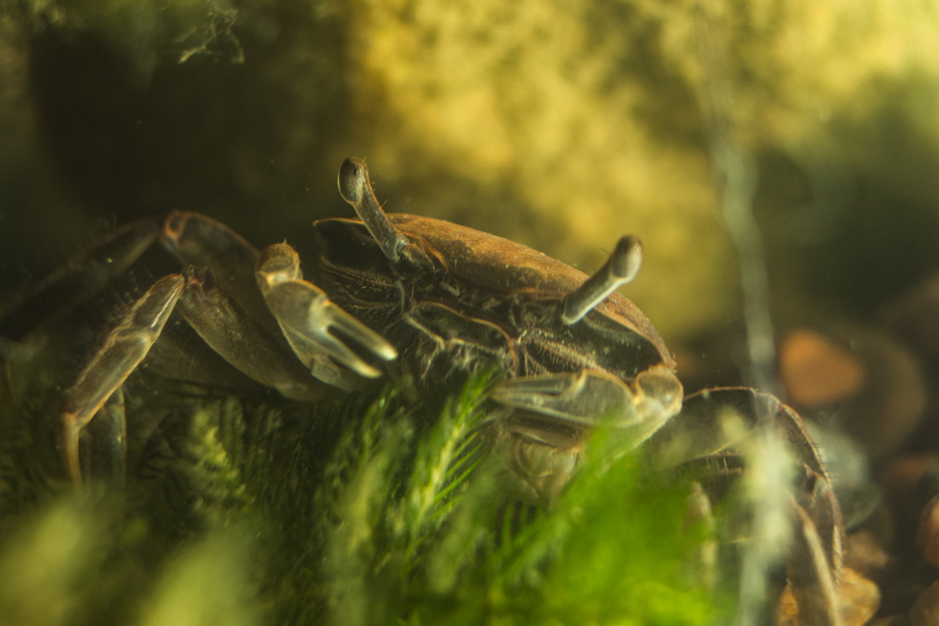 We adopted 4 tiny crabs and got them a fancy tank from Craigslist