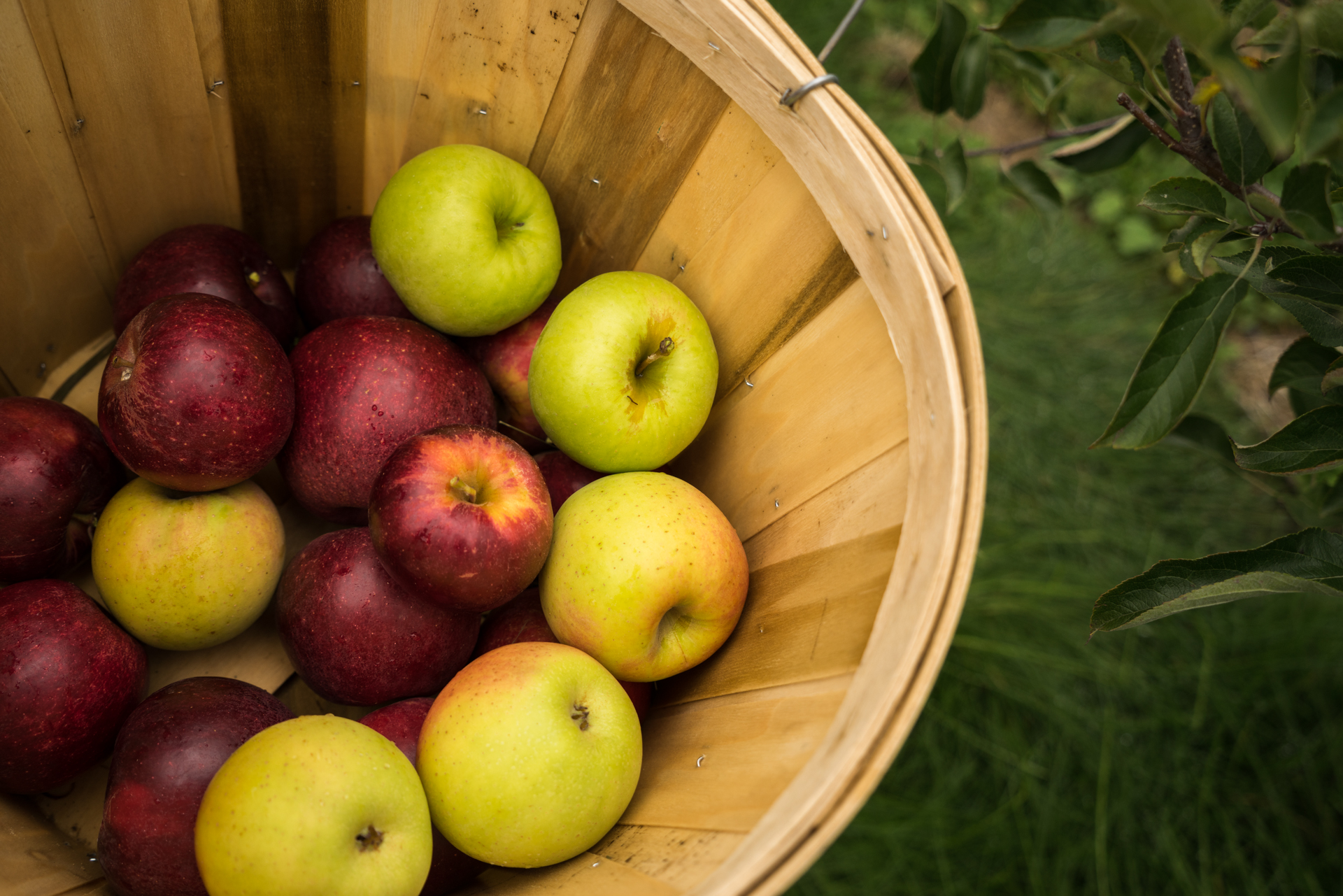 Apple picking with 18 family members in Michigan! 