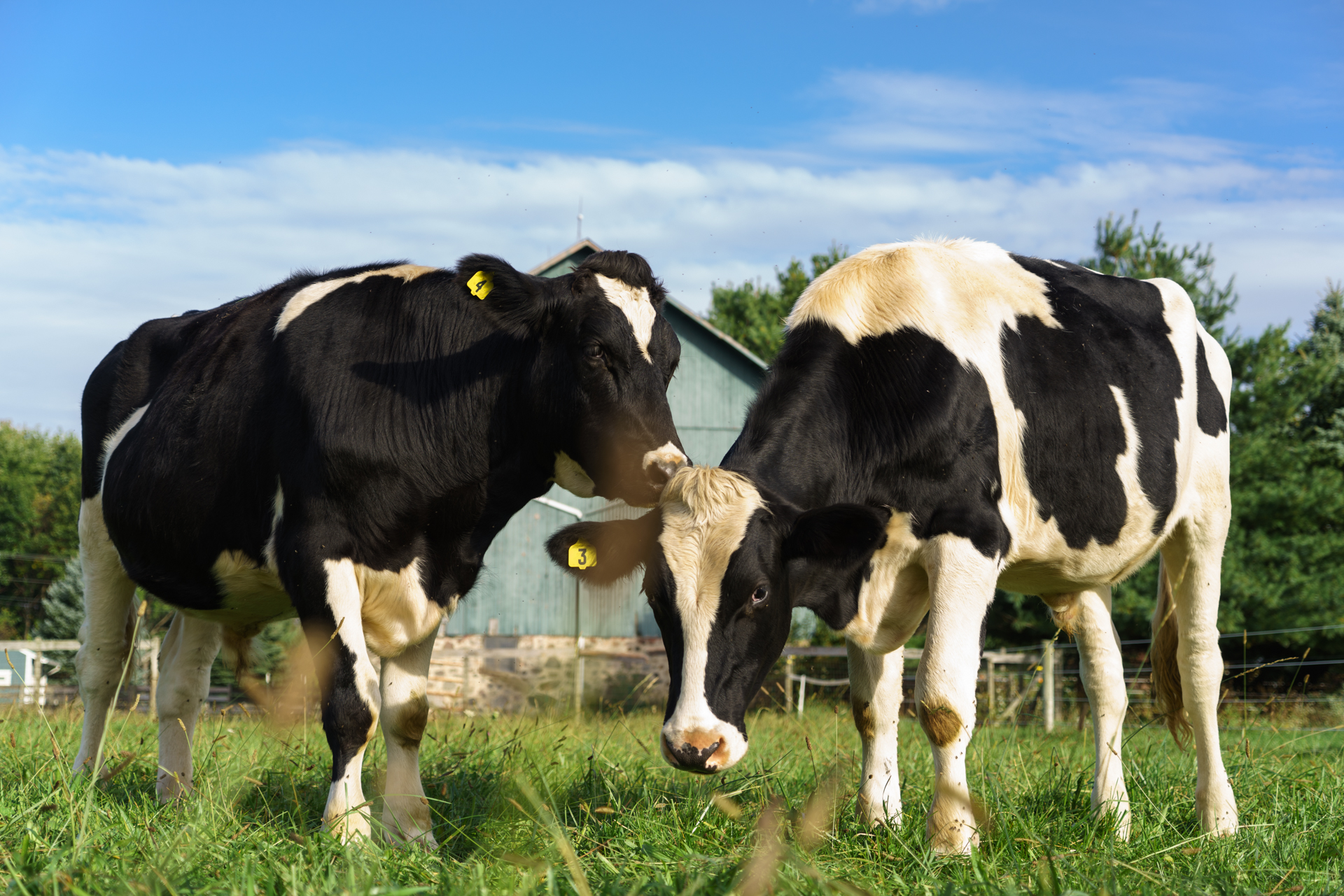 One of these Indiana cows licked the lens