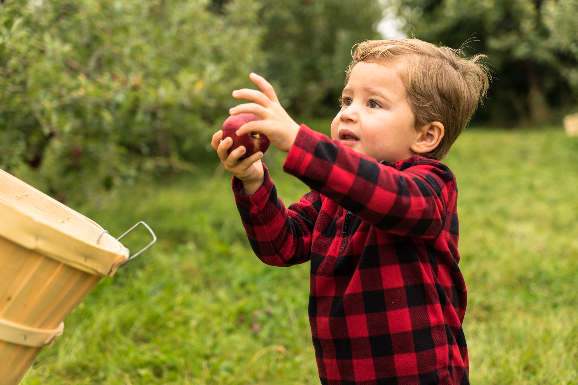 Jenny's cousin's son partaking in apple picking