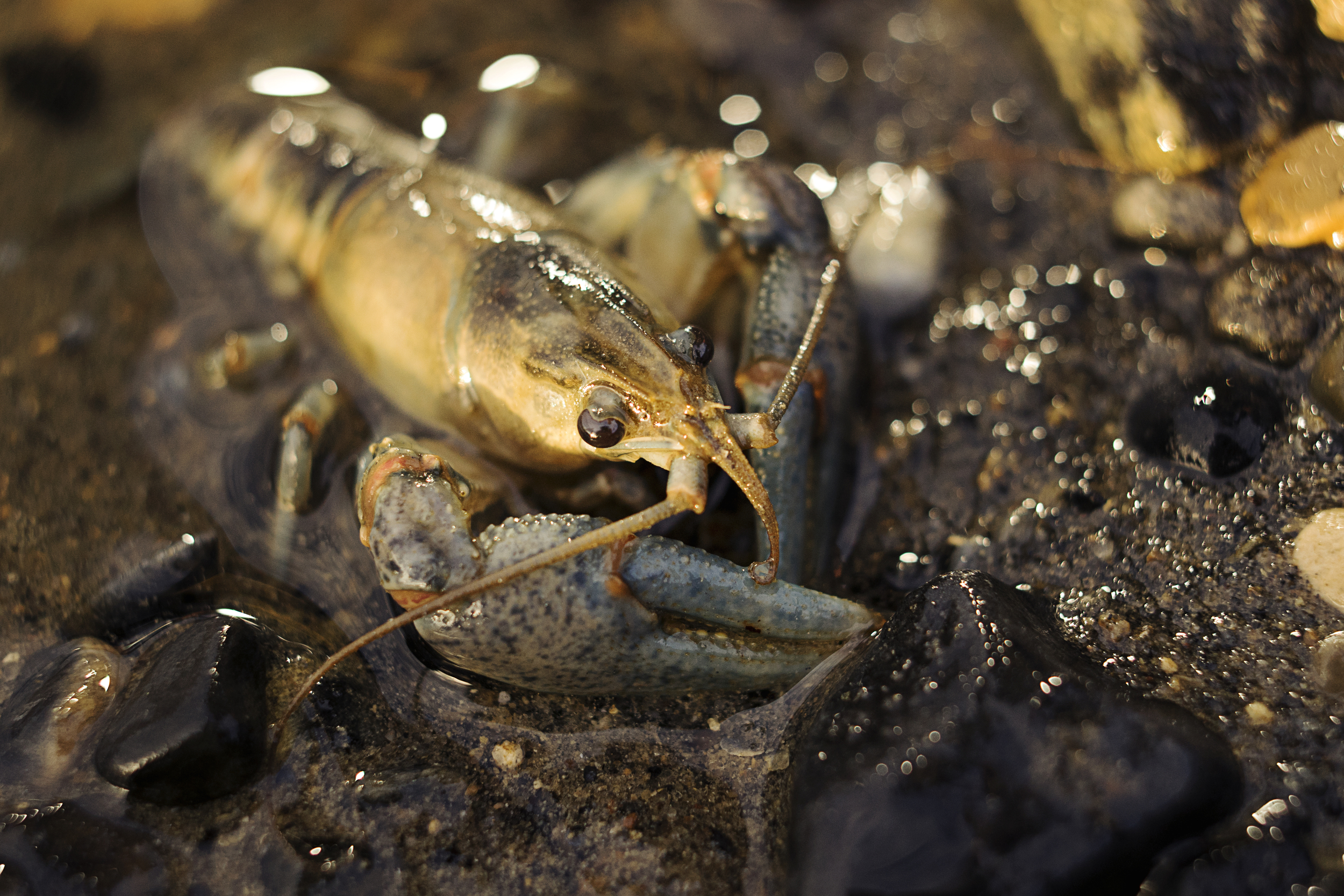 Crayfish and Other Lake Creatures