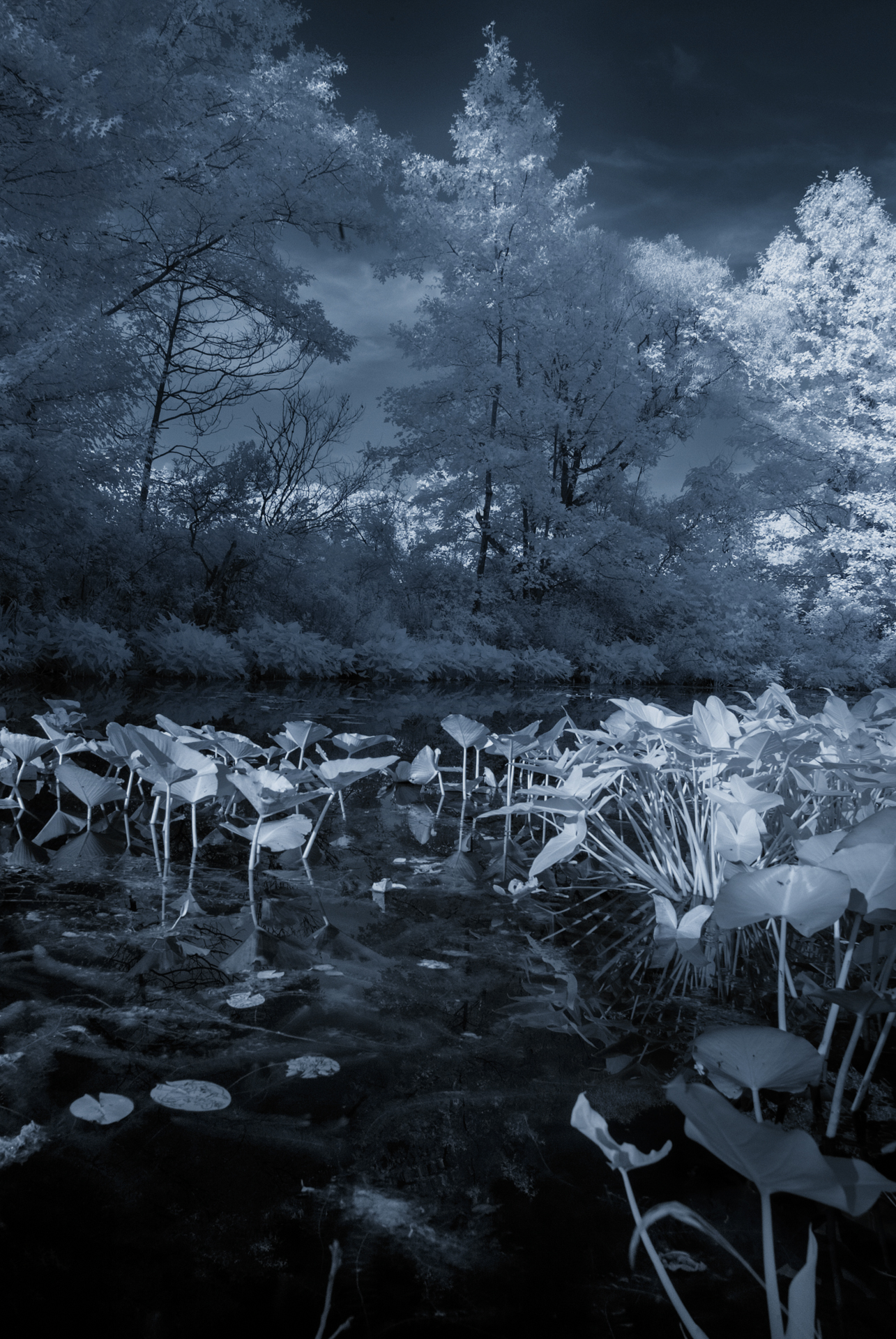 Infrared Swamp