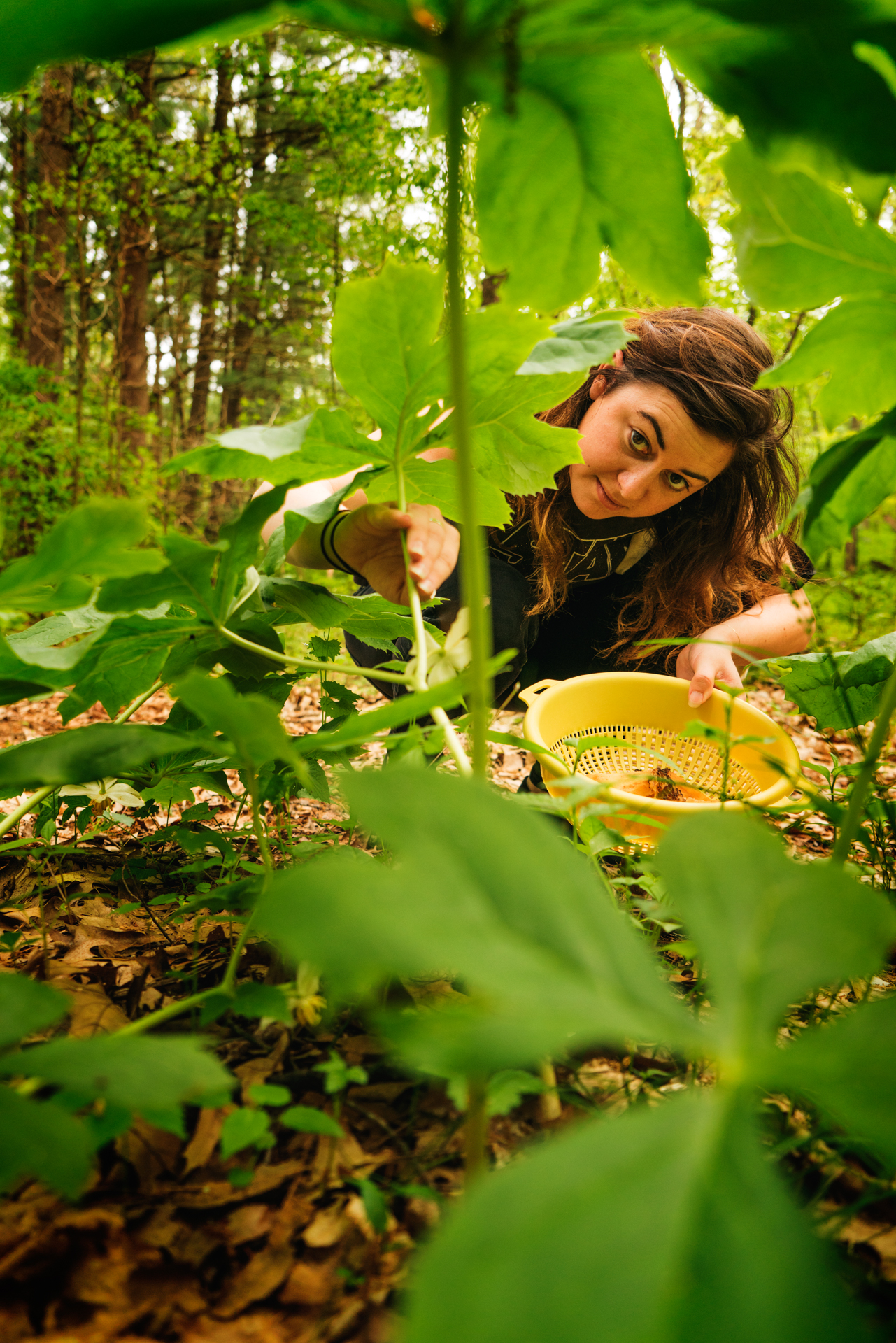 Hunting for Morels