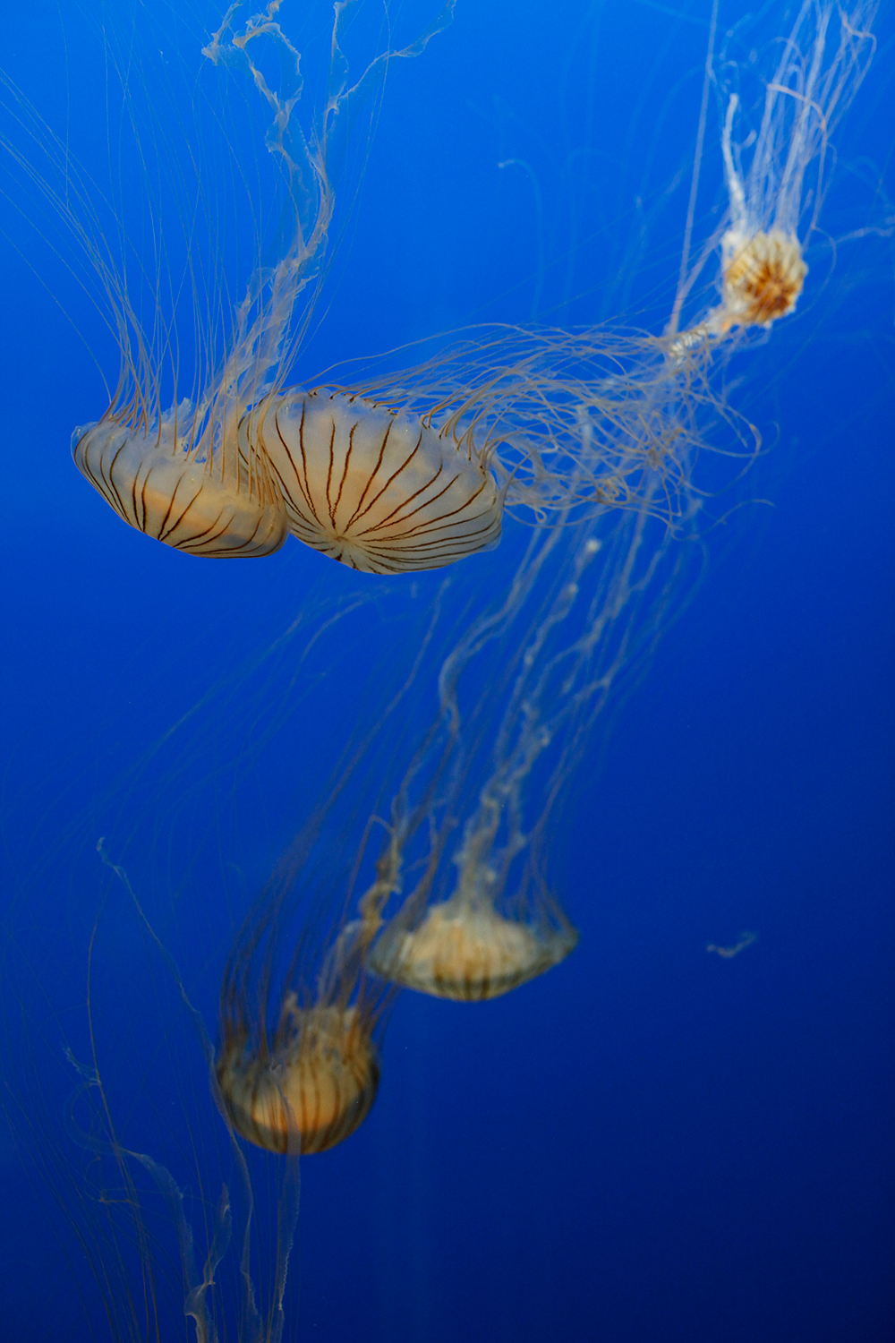 _MG_5258.jpg