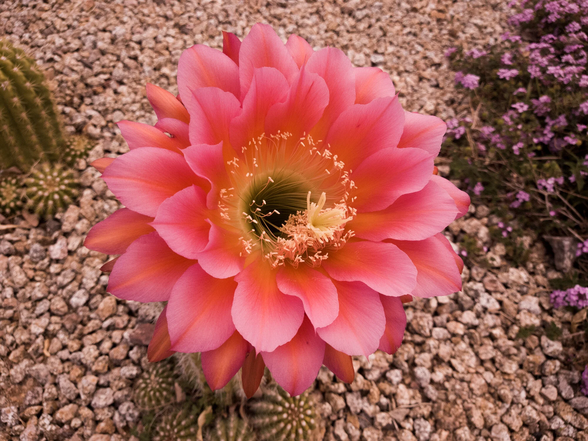282 easter trip to az ca 2021 .jpg