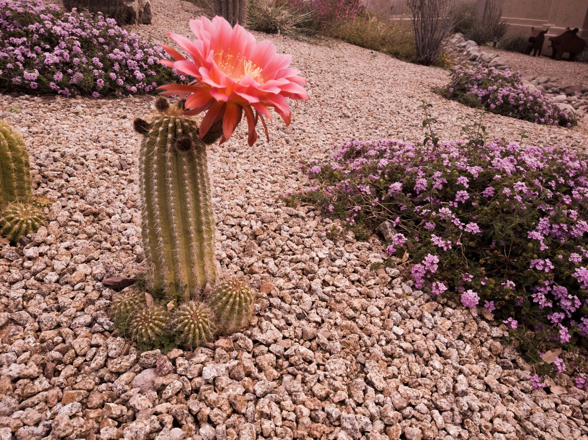 284 easter trip to az ca 2021 .jpg