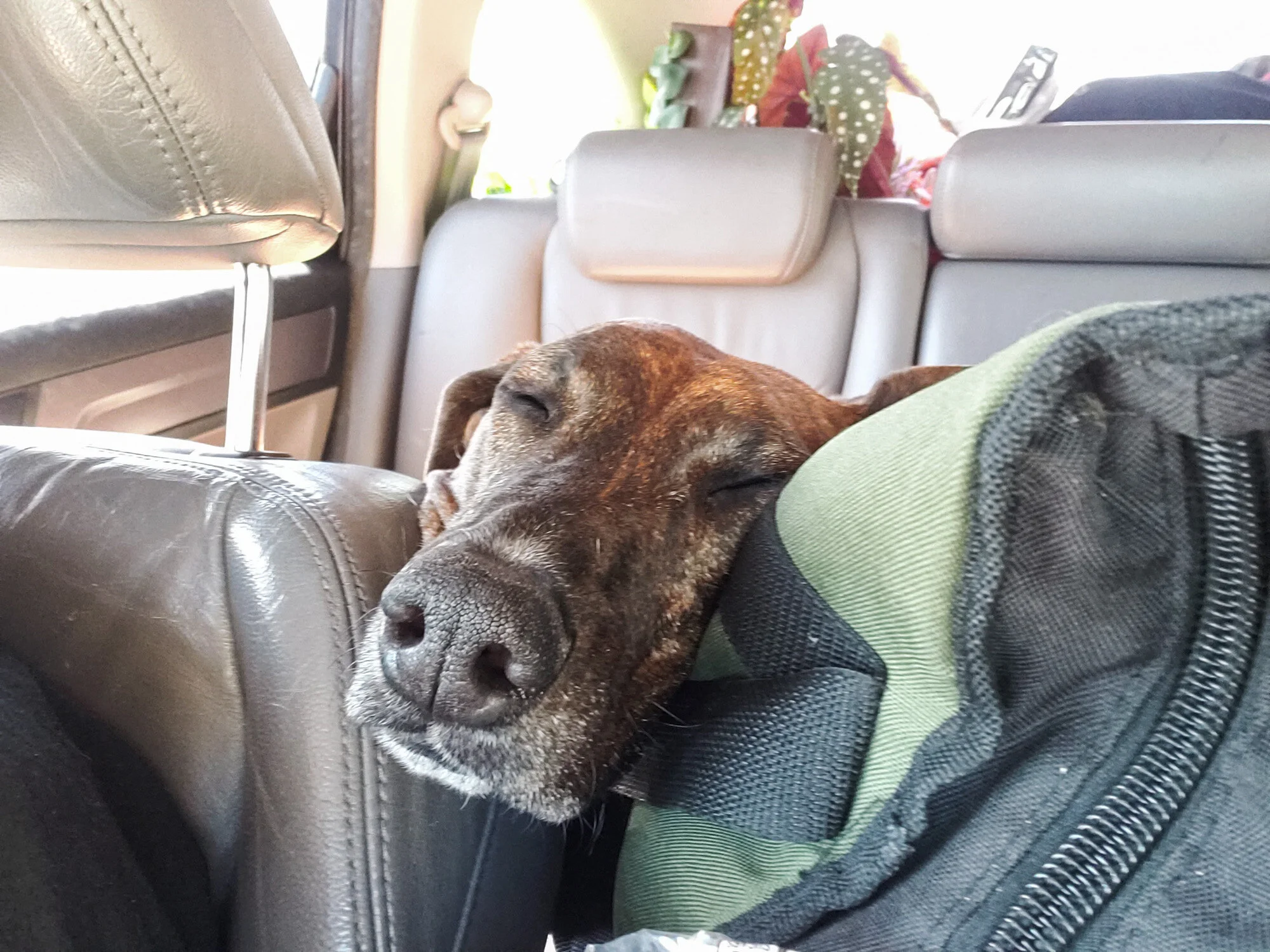 351 easter trip to az ca 2021 .jpg