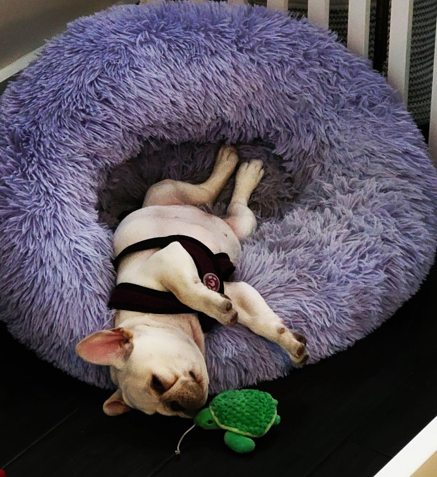 Daily Dollop of Daisy: she is asking her turtle toy to help flip her back over.