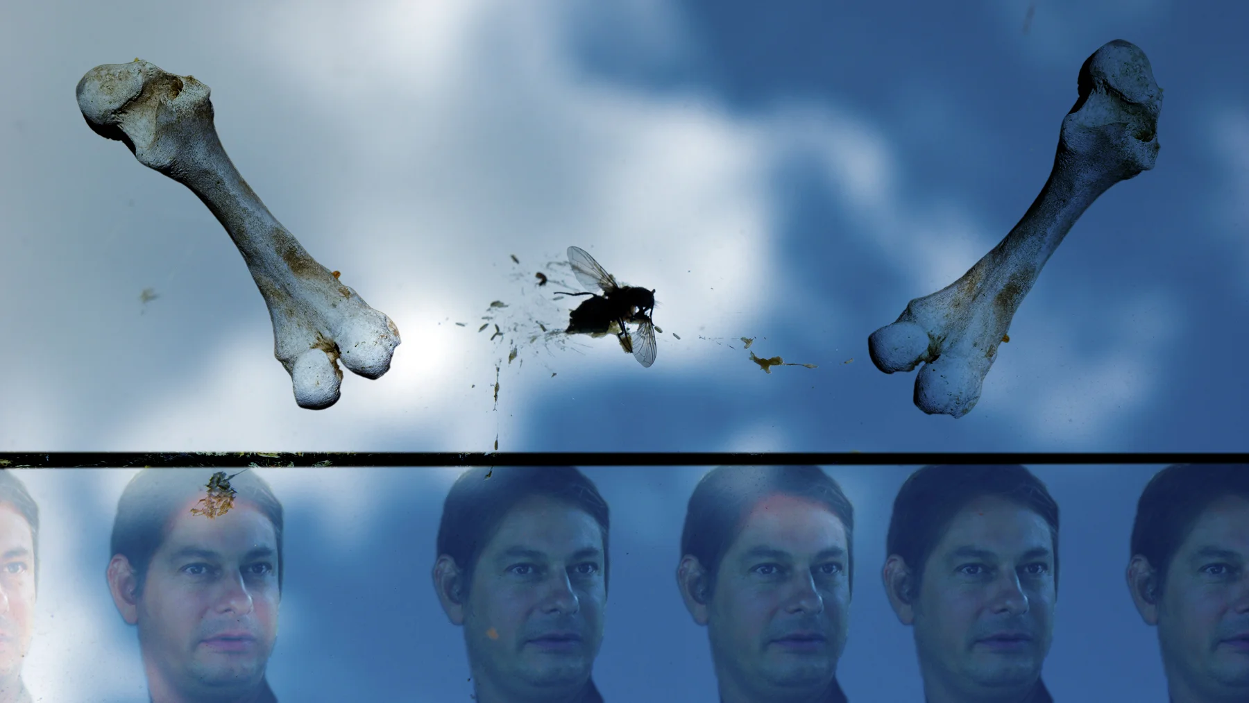mosca_muerta_f.jpg