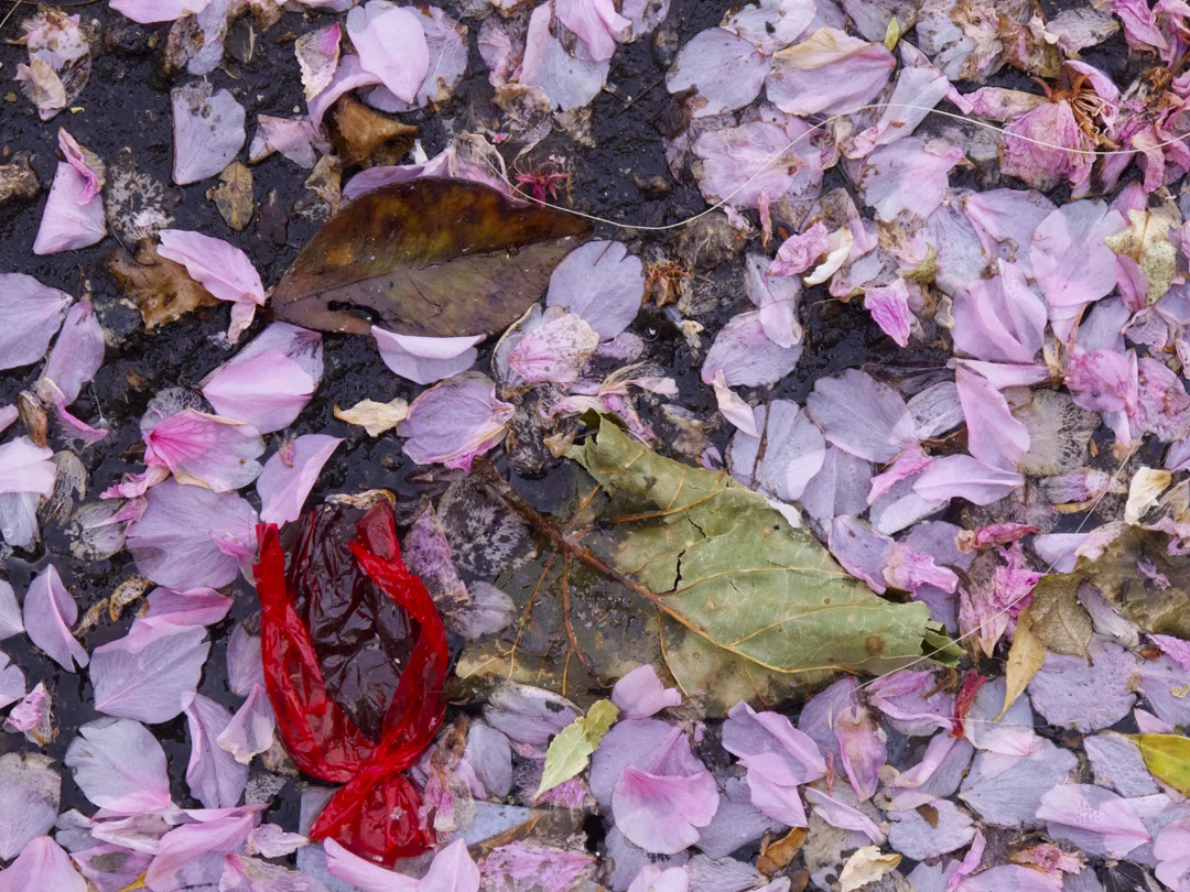 petalos_rosas72.jpg