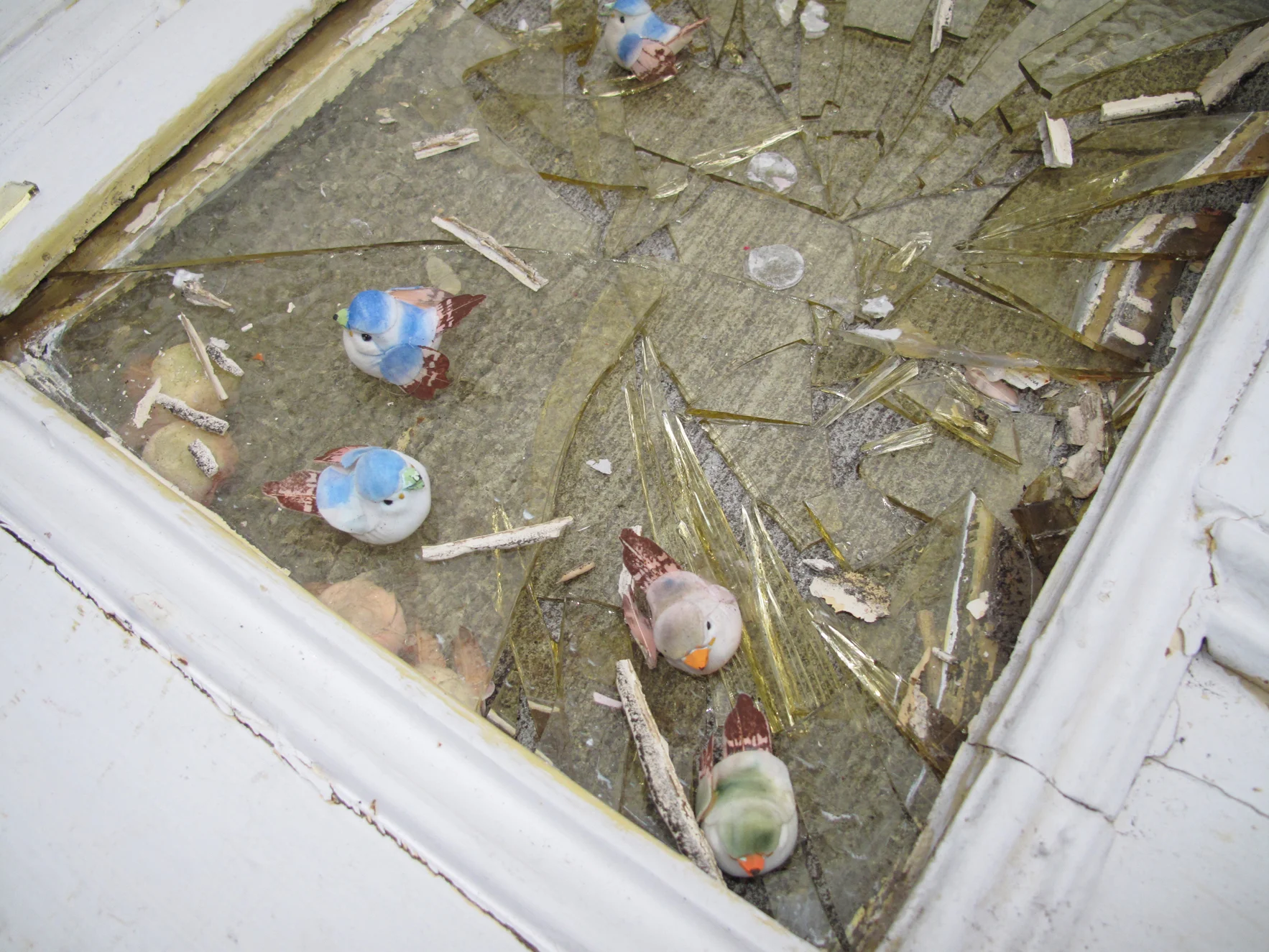 birds_brokenglass.jpg