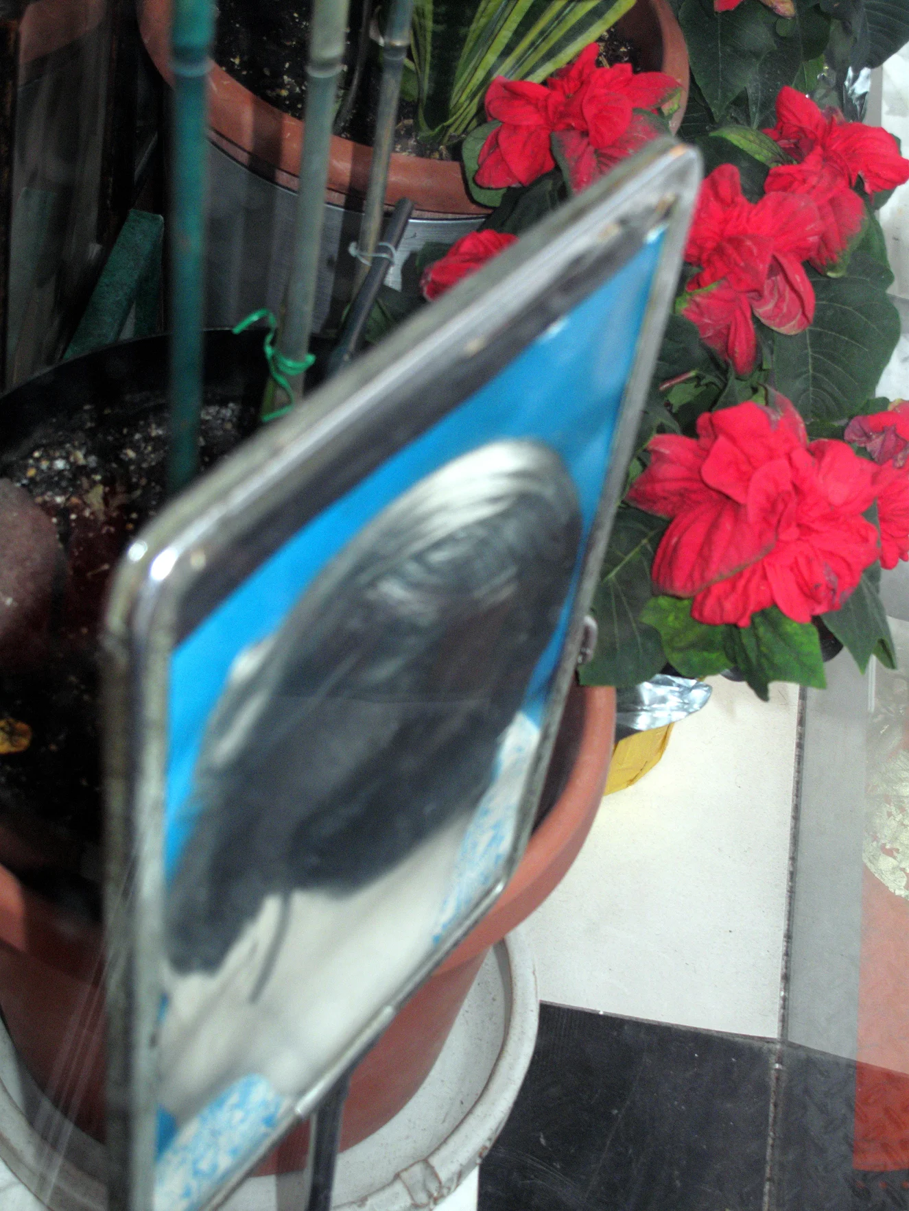 plants_2009_72.jpg
