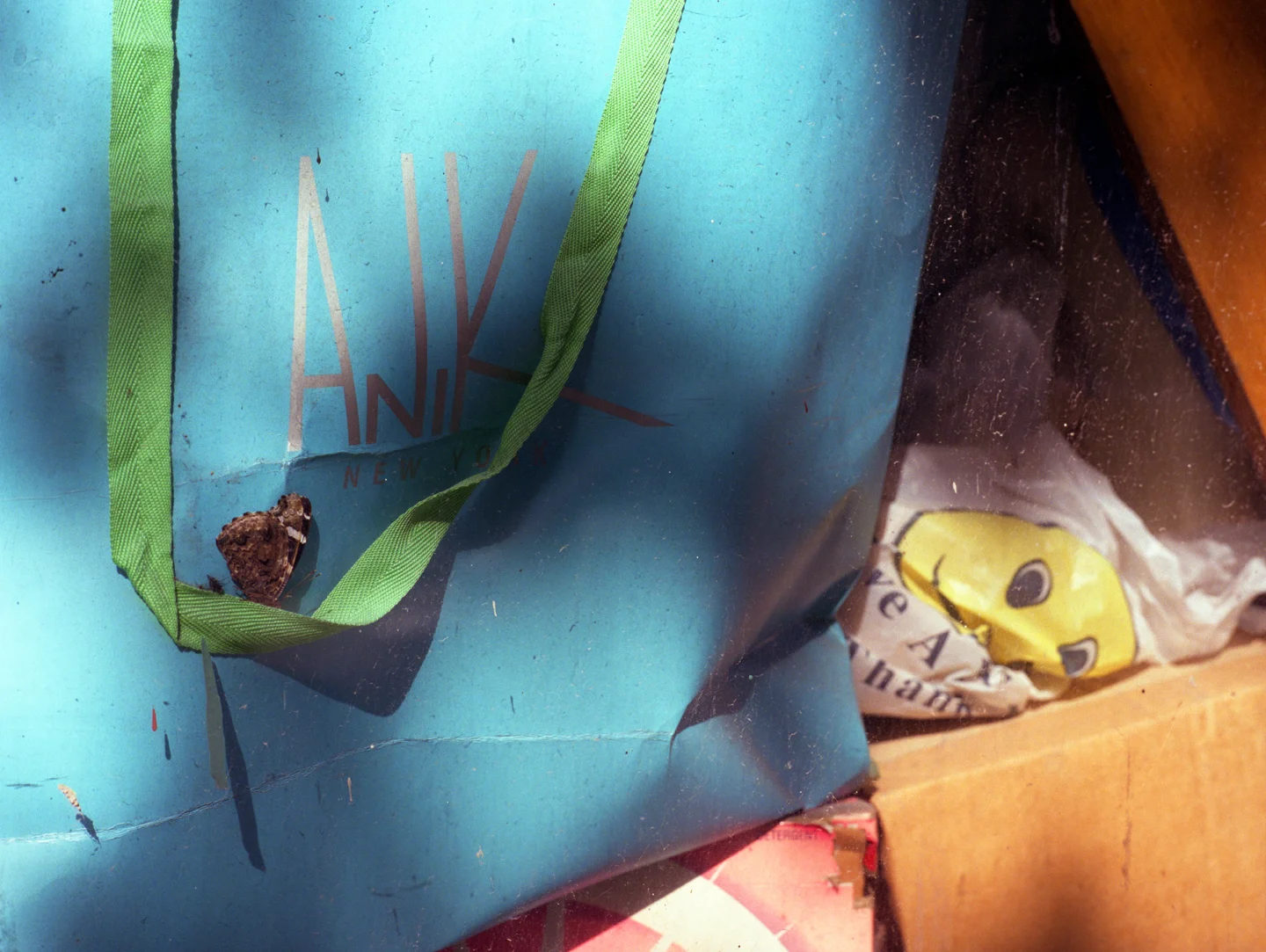 butterfly_fly72.jpg
